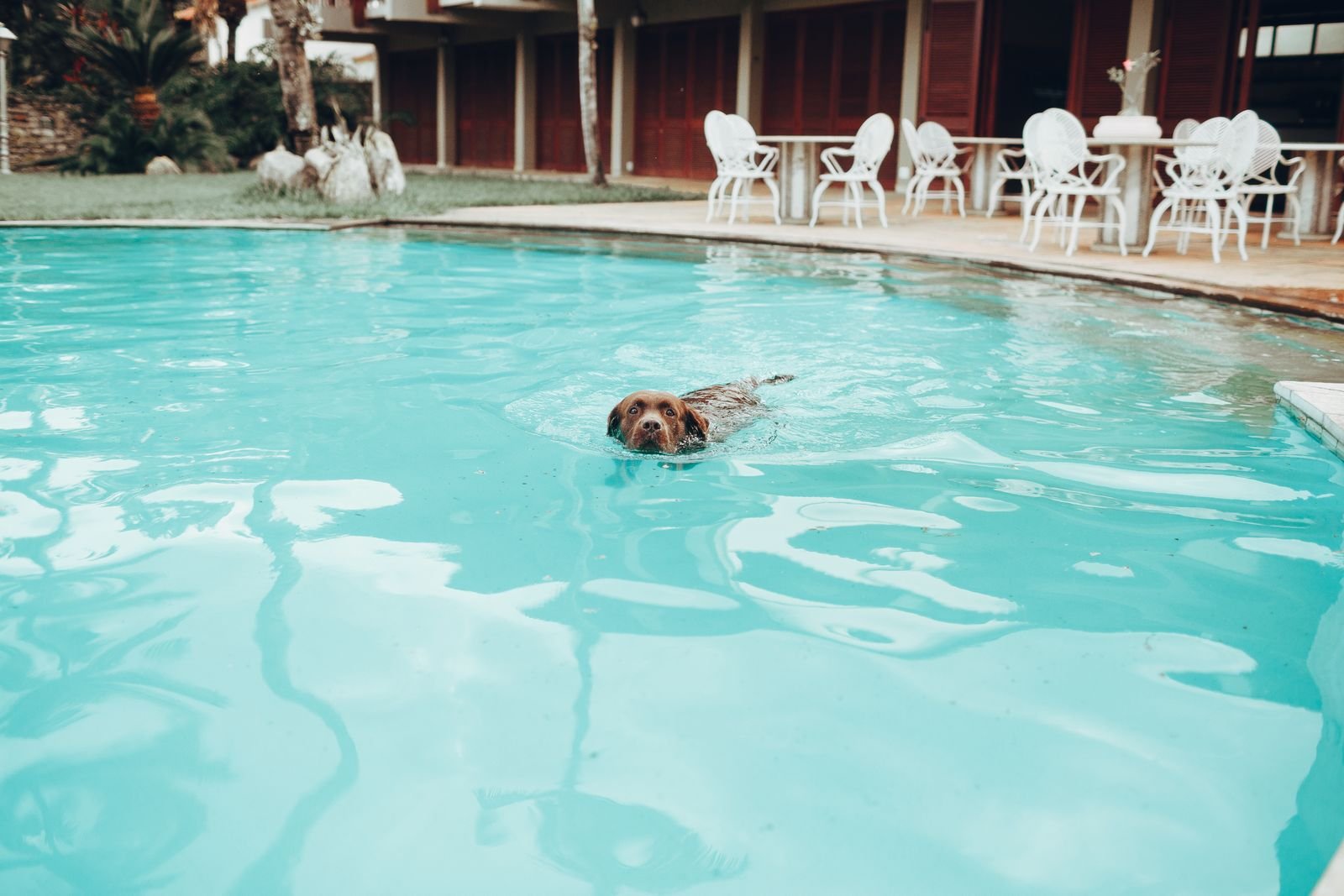 Dog day care and play school in Marol Mumbai