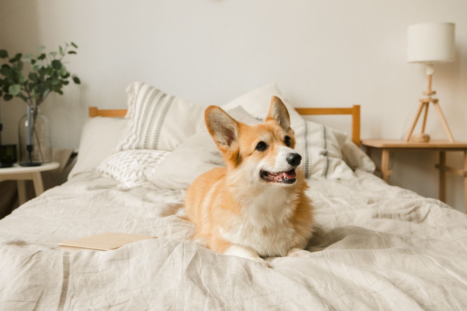 Professional pet grooming and spa services Marol Mumbai