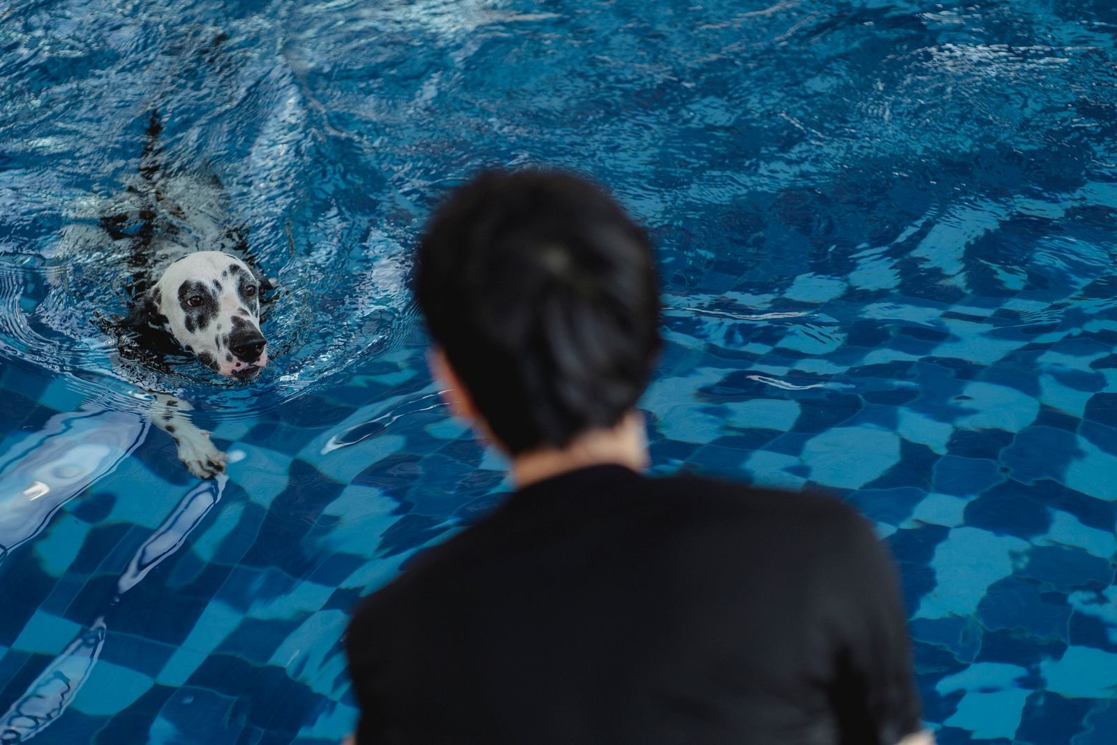 Pet birthday and celebration party packages Mumbai