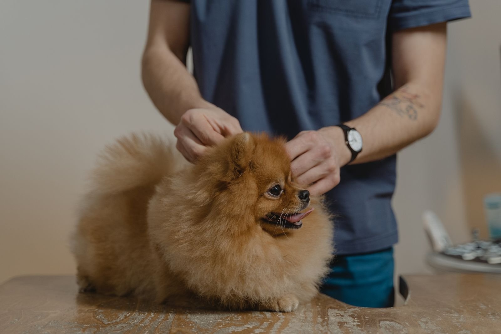 Aromatherapy Pet Massage