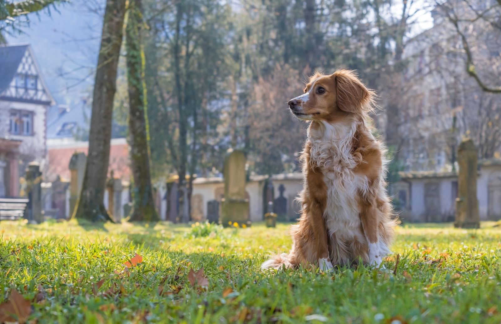 Pet Loss Support Groups Kurnool