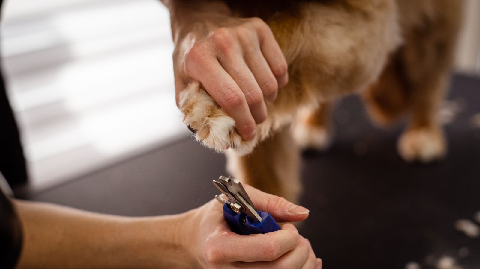 Royal Paw Pedicure - Dog Nail Trimming