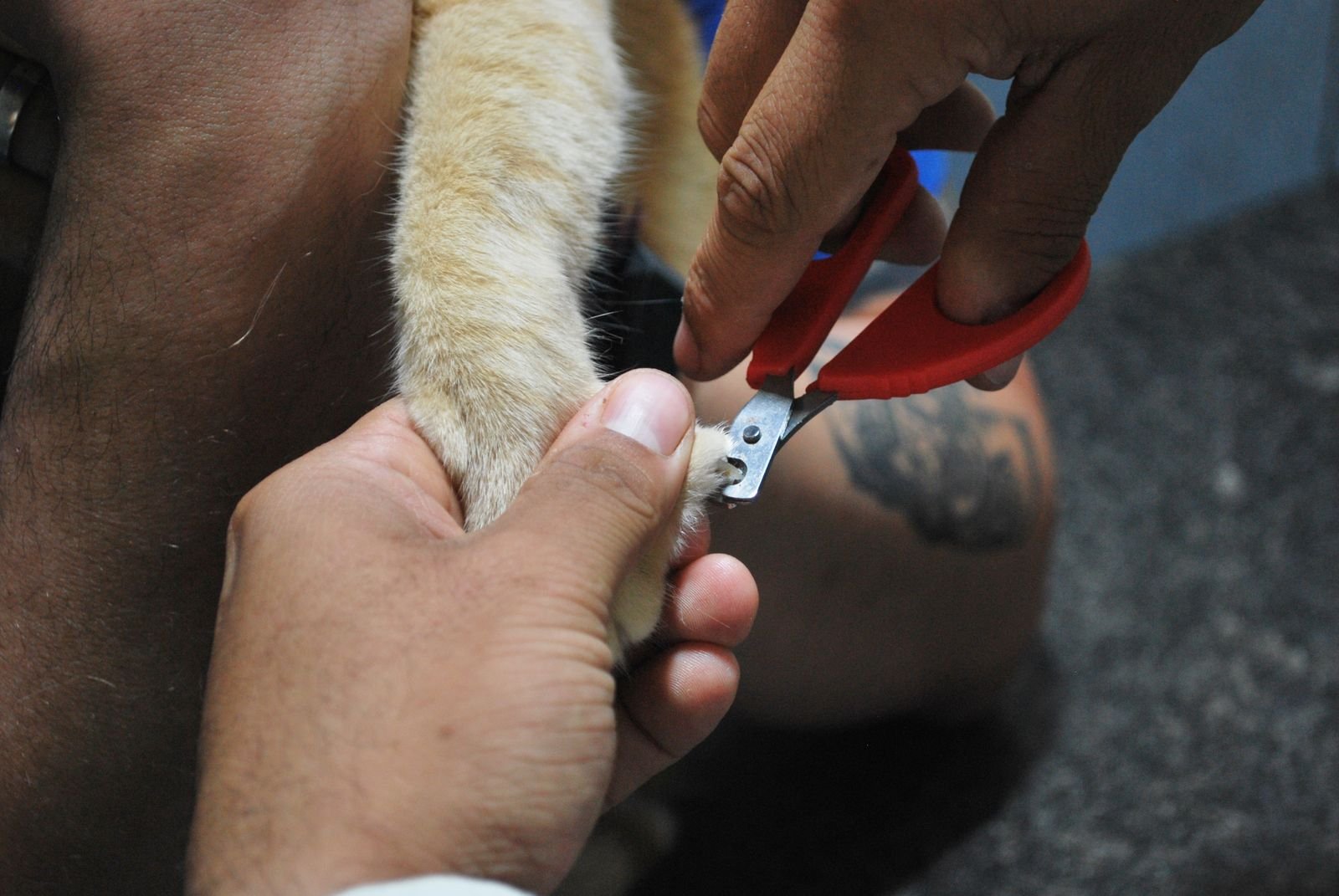 Professional Pet Nail Trimming Service - PawNest Nail Care Studio
