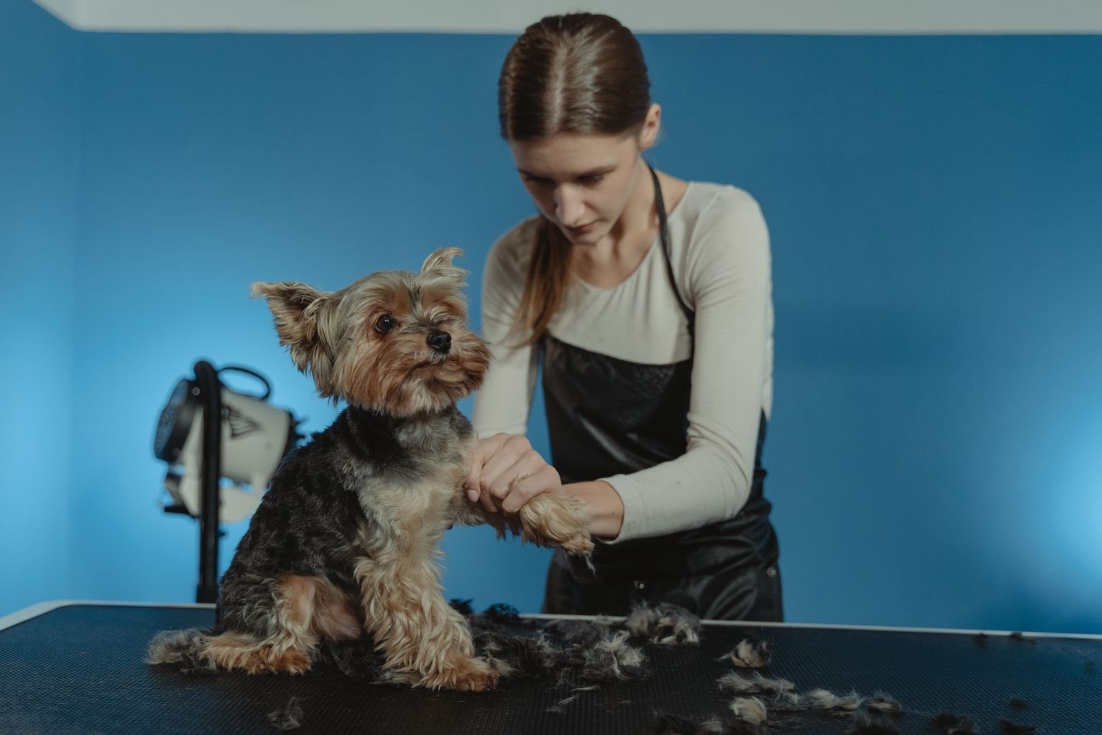 Senior Comfort Trim - Elderly Pet Care