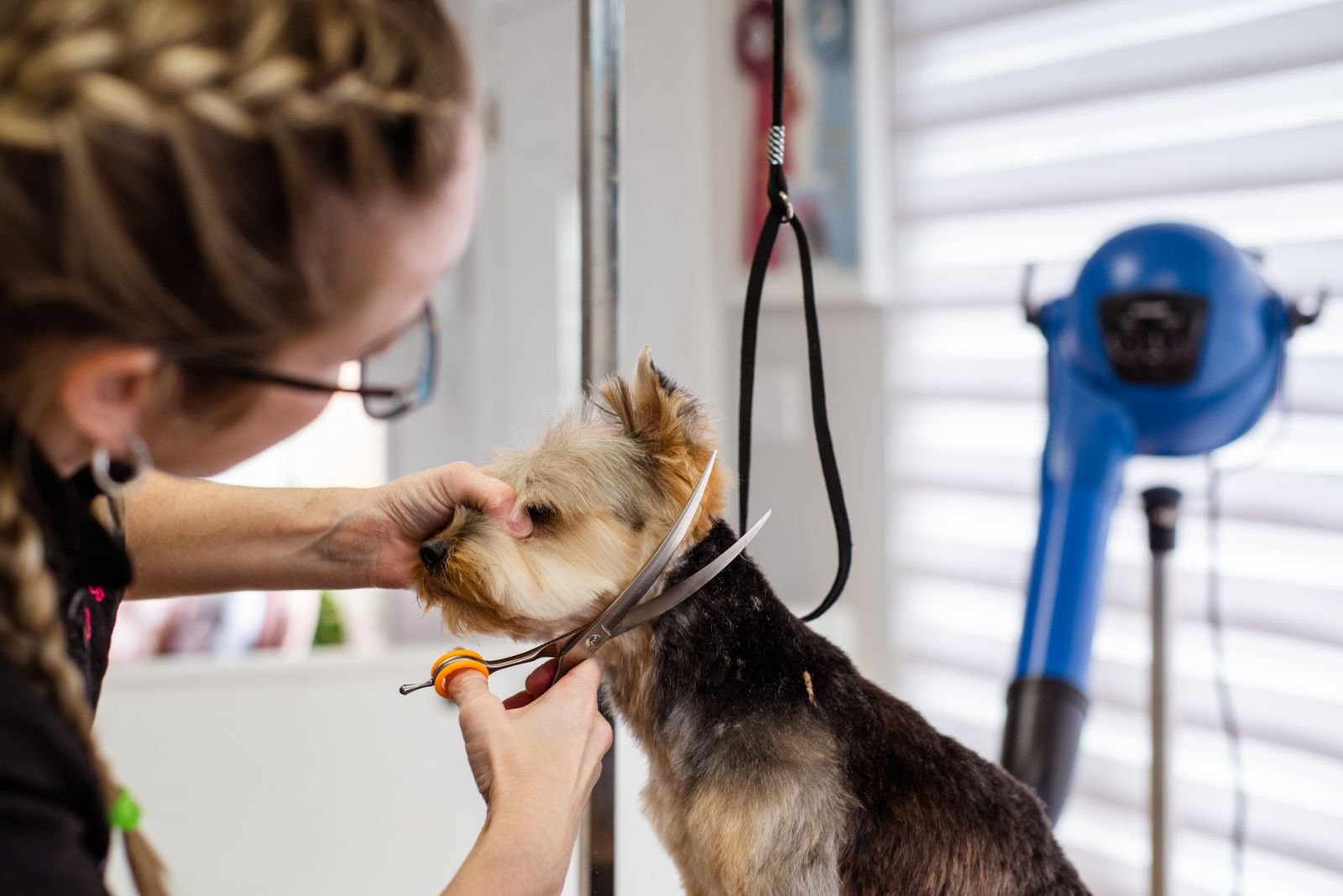 Premium Pet Nail Trimming in Himayatnagar