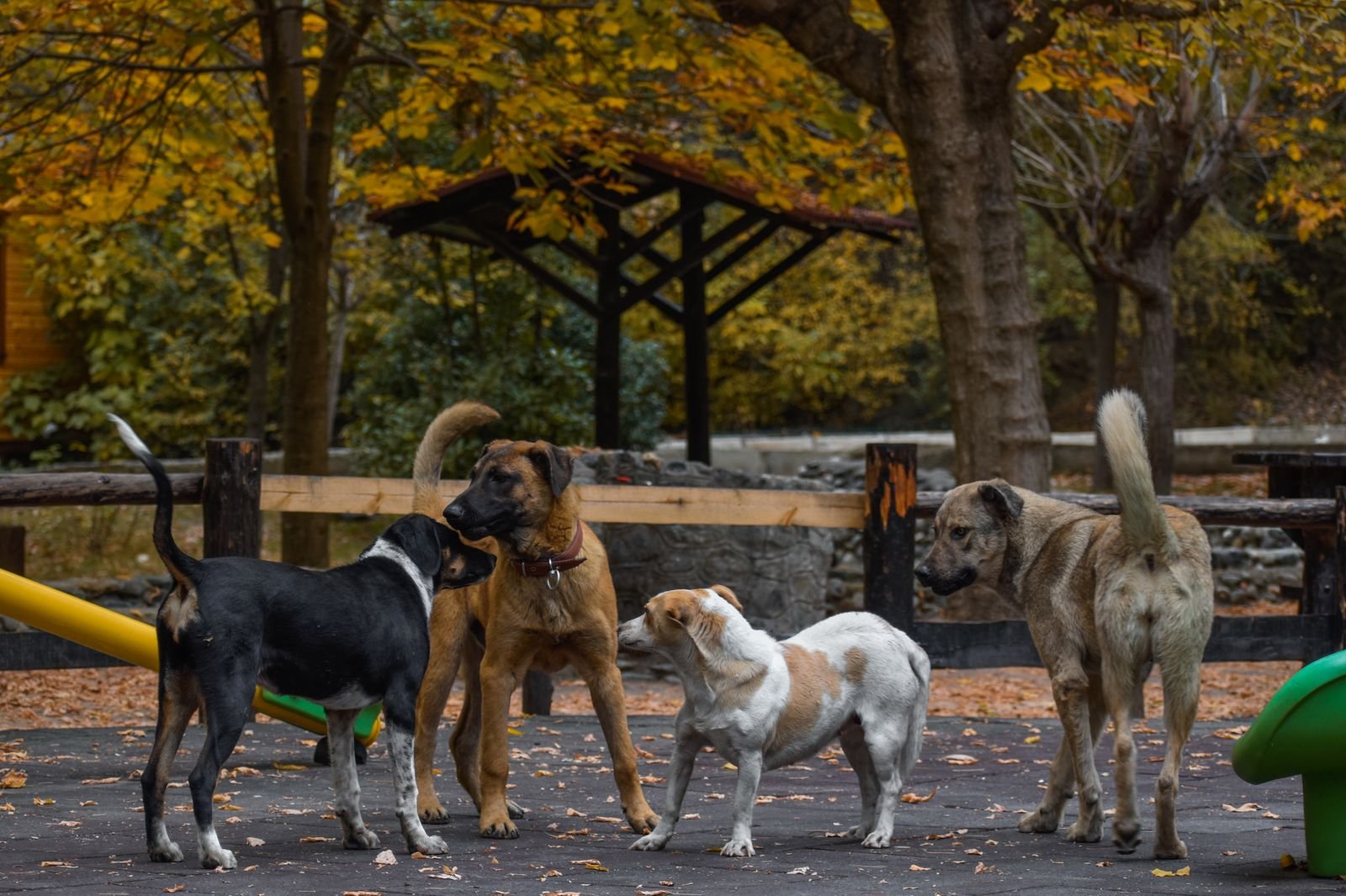Puppy Playgroups Bhilai