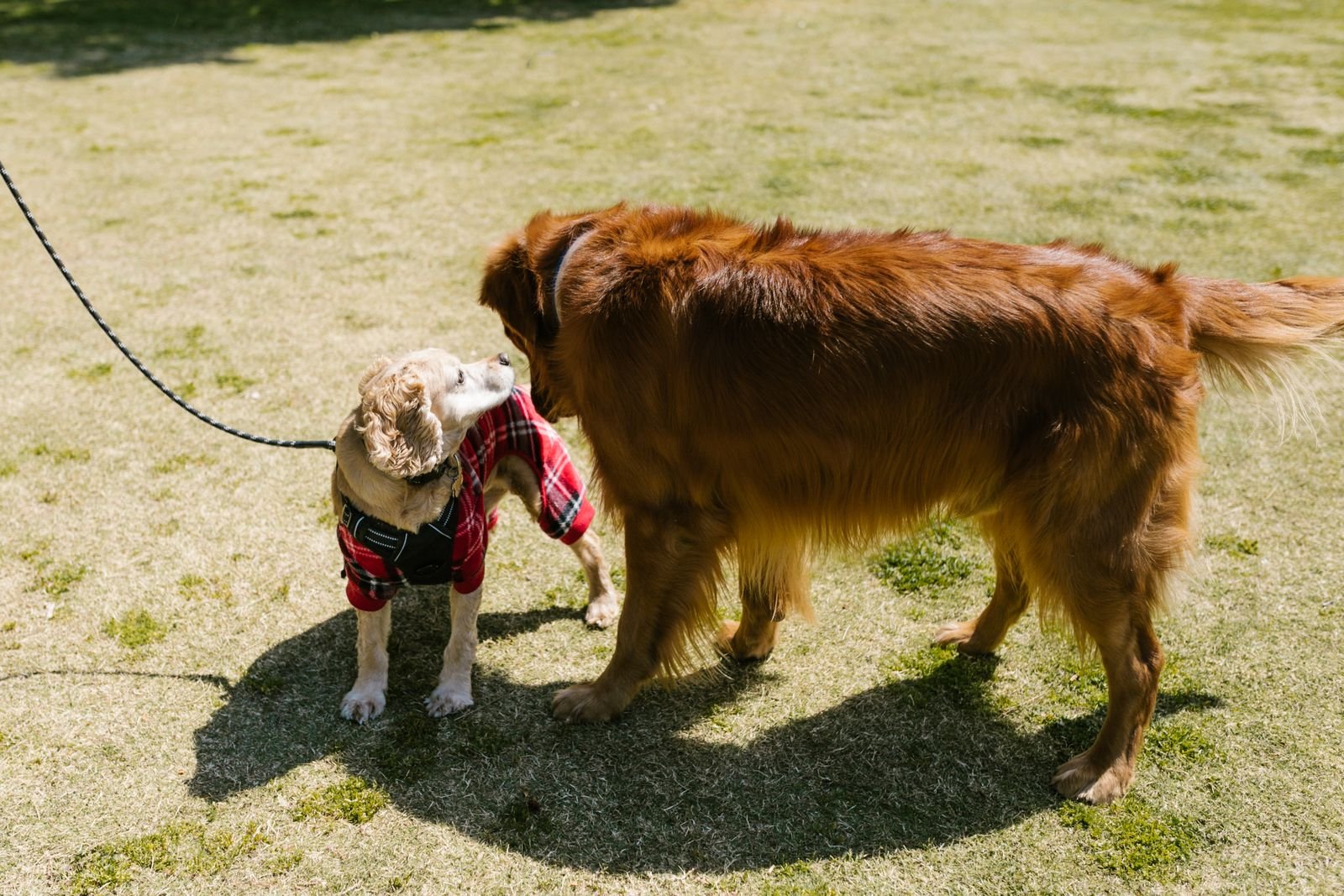 Canine Confidence Building Bhilai