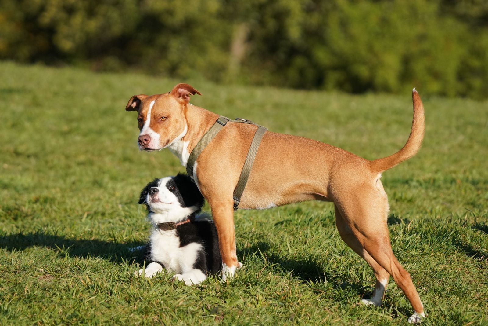 Senior Pet Social Circle Bhilai