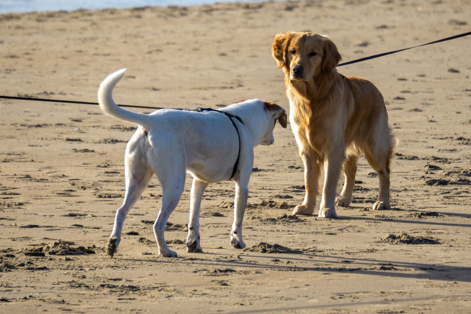 Puppy Socialization Starter Bhilai