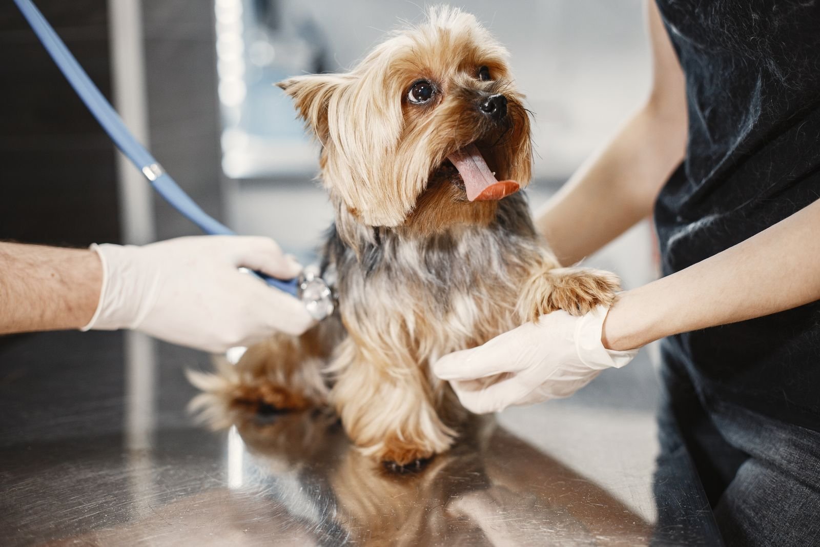 Pet Spa Services in Satna - Luxury Pet Grooming
