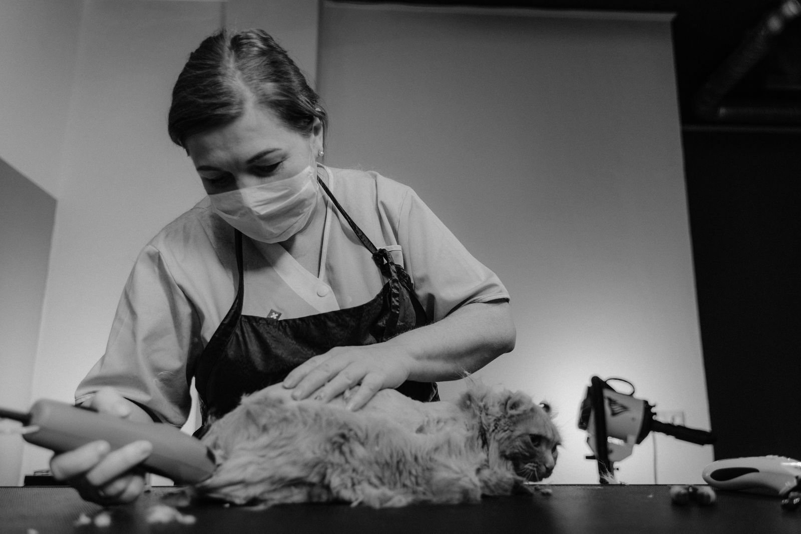 Dog Grooming & Spa Satna - Professional Pet Bathing