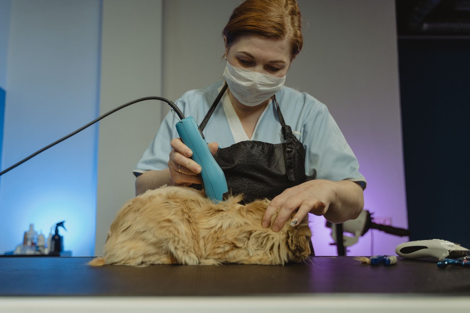 Pet Wellness & Spa Satna - Holistic Pet Care India