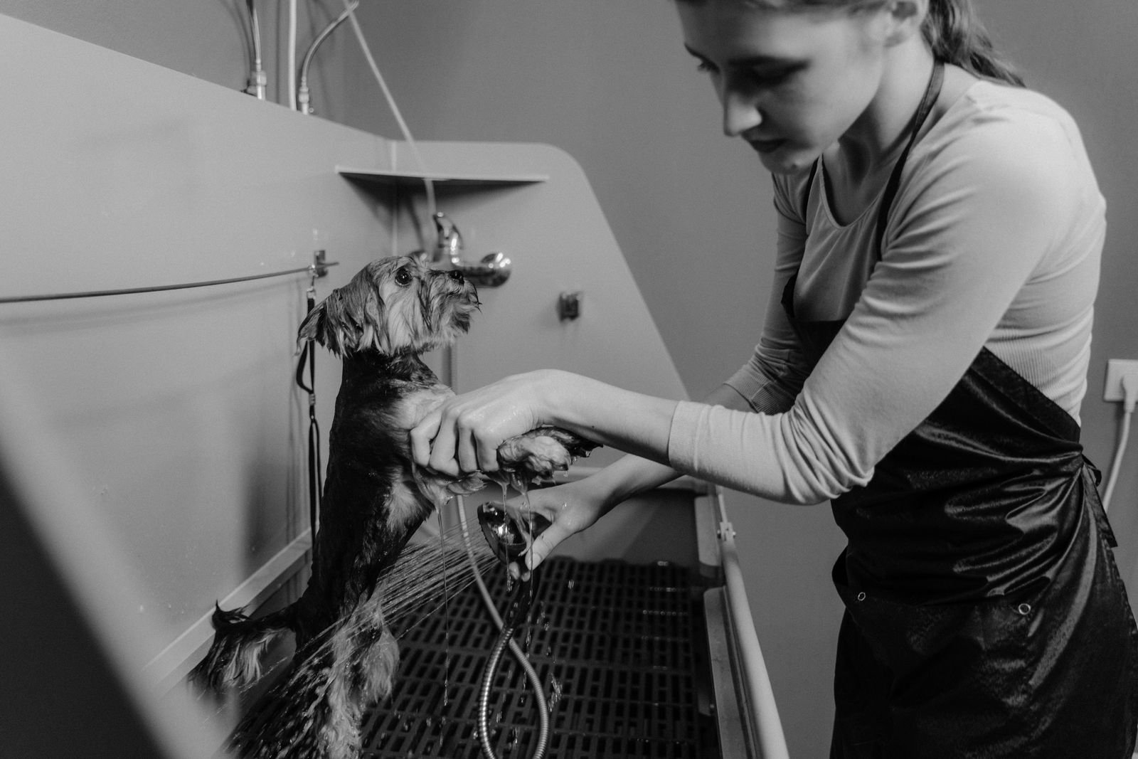 Haircut & Styling for Dogs and Cats in Warora