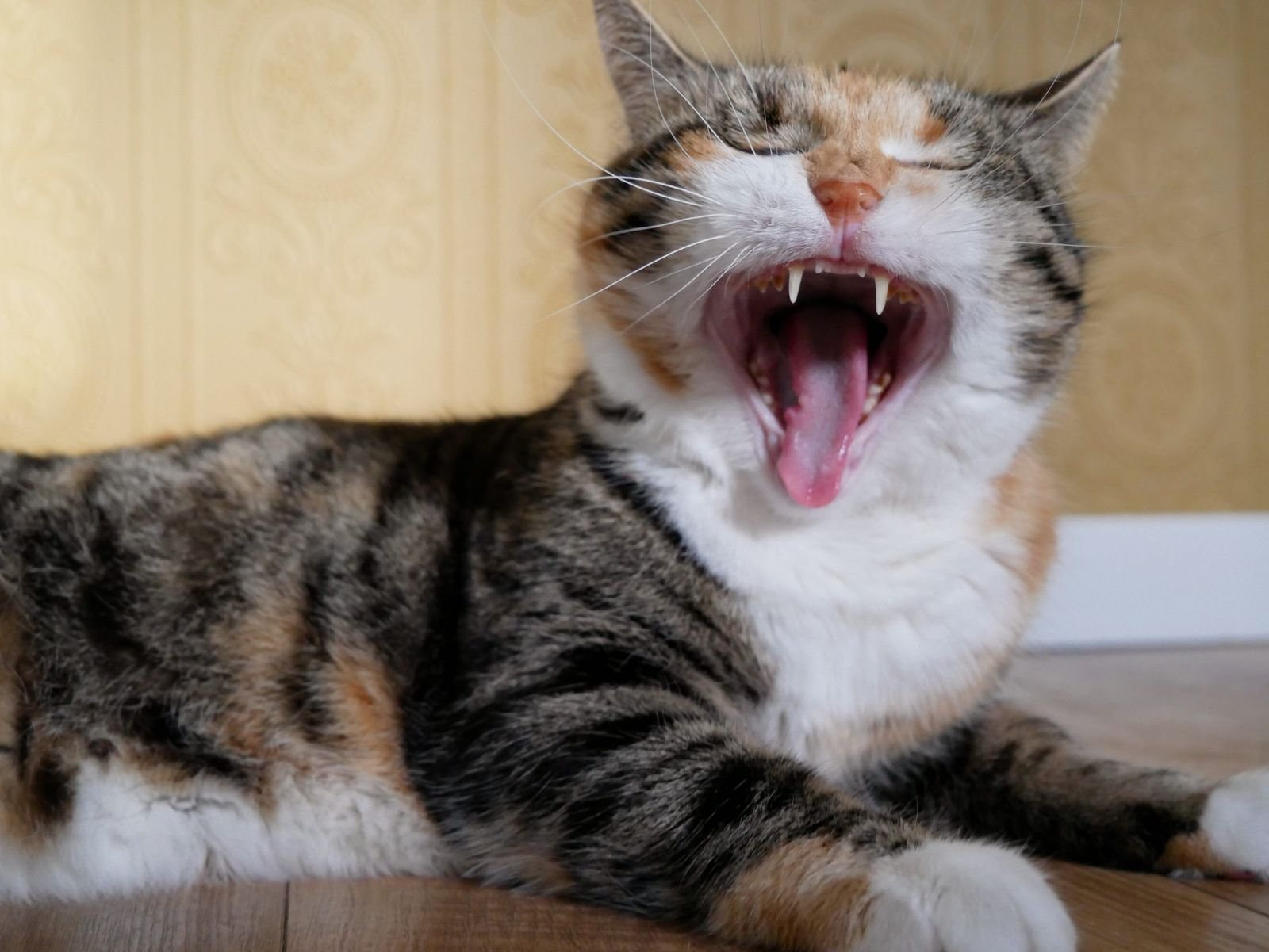 Ultrasonic Teeth Cleaning for Pets in Mahoor