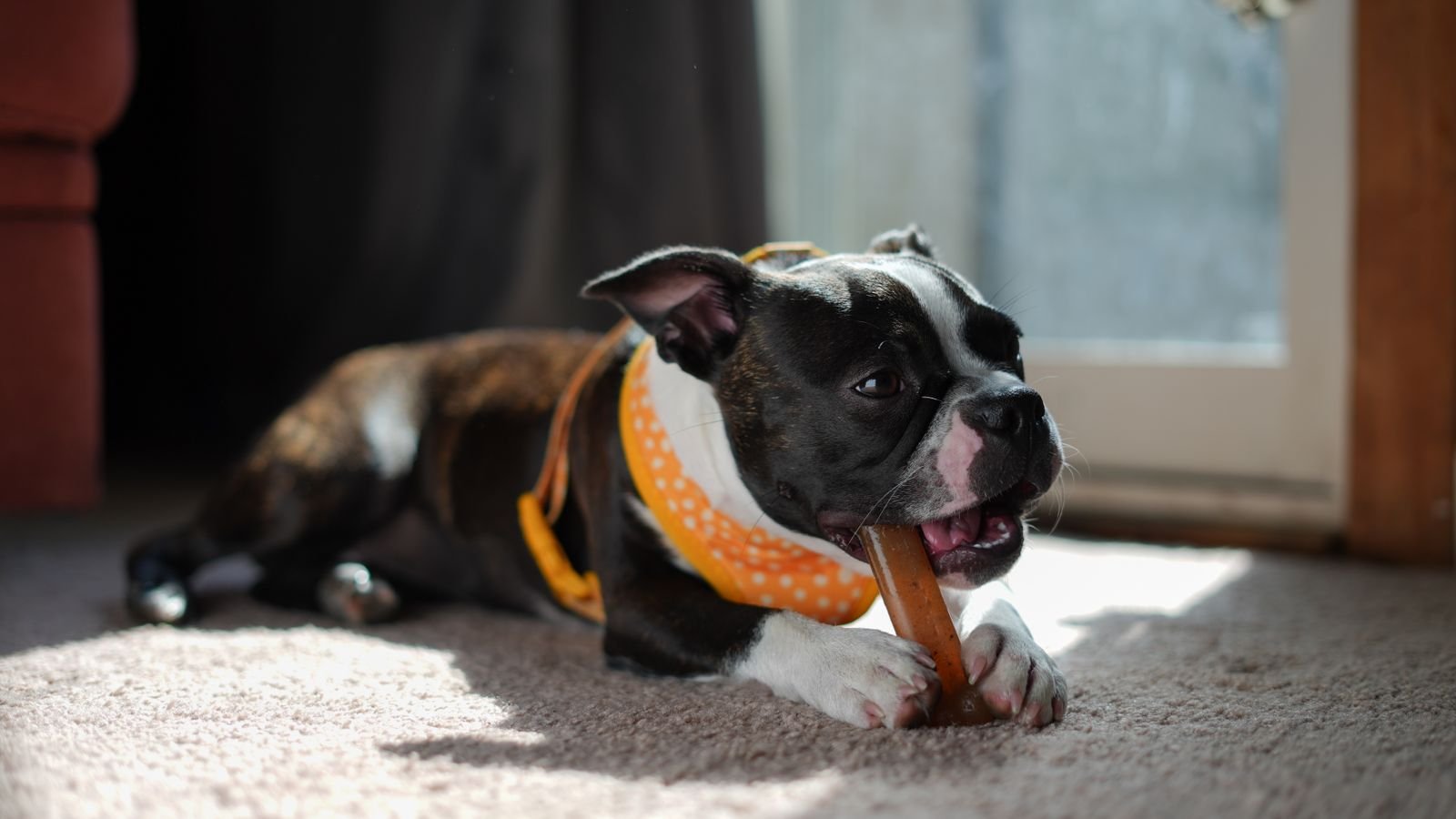 Pet Breath Freshening Treatment