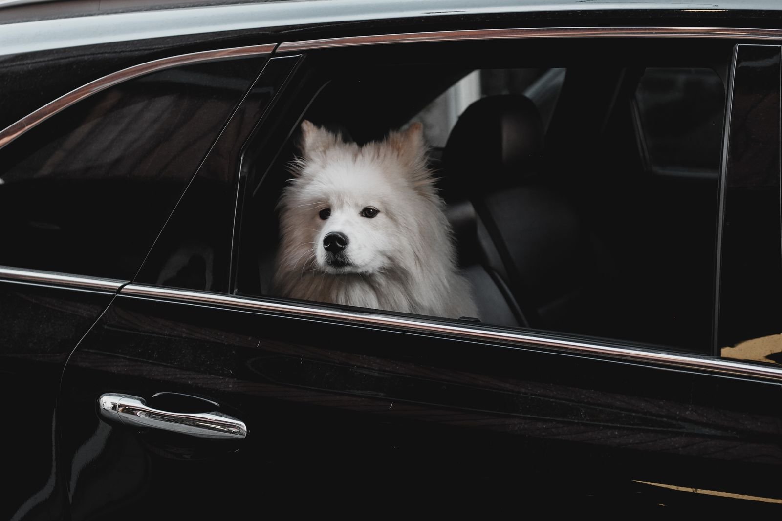 Local Pet Relocation Biloli