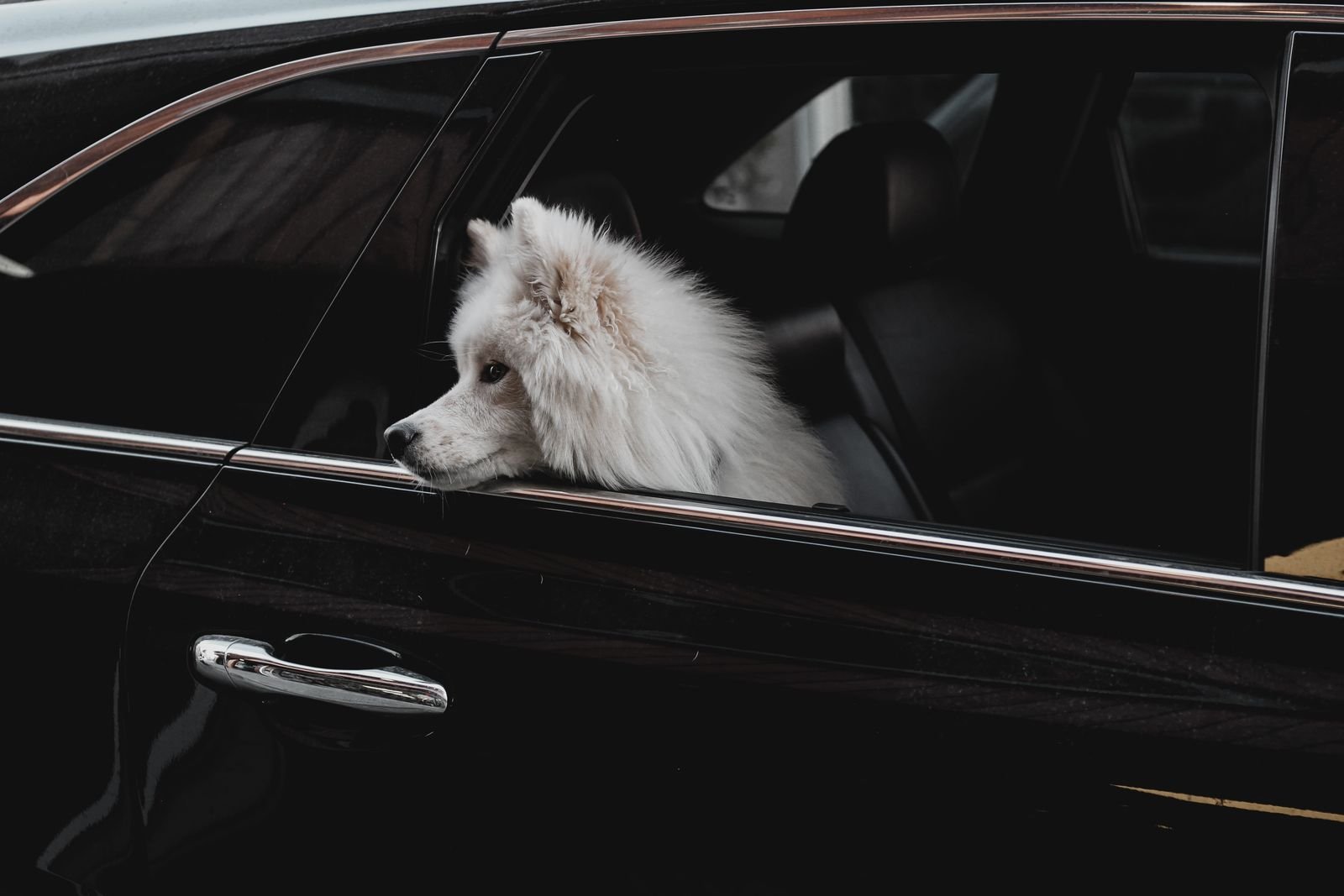Interstate Pet Transport Maharashtra