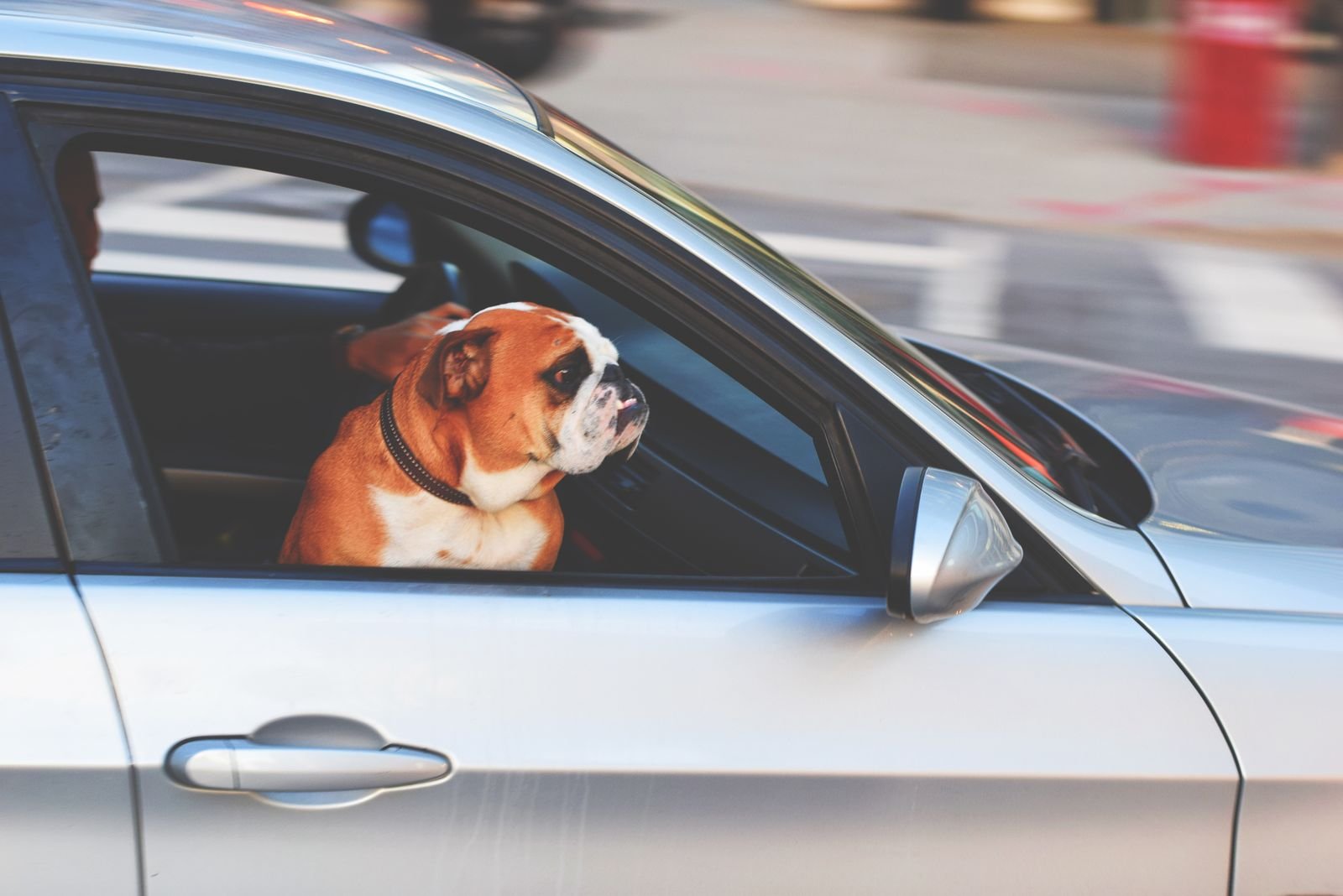 Veterinary Transport Services