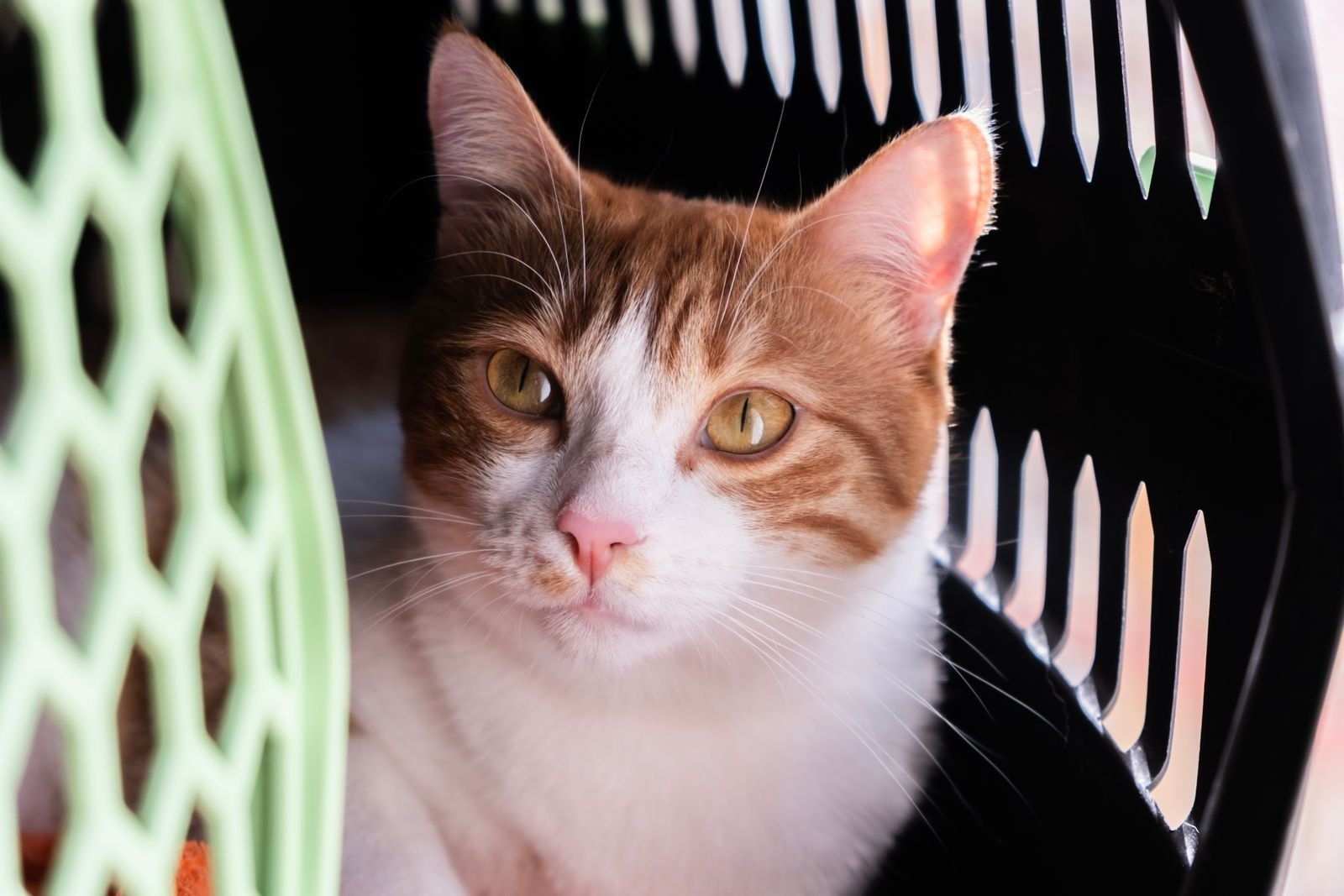 International Pet Relocation