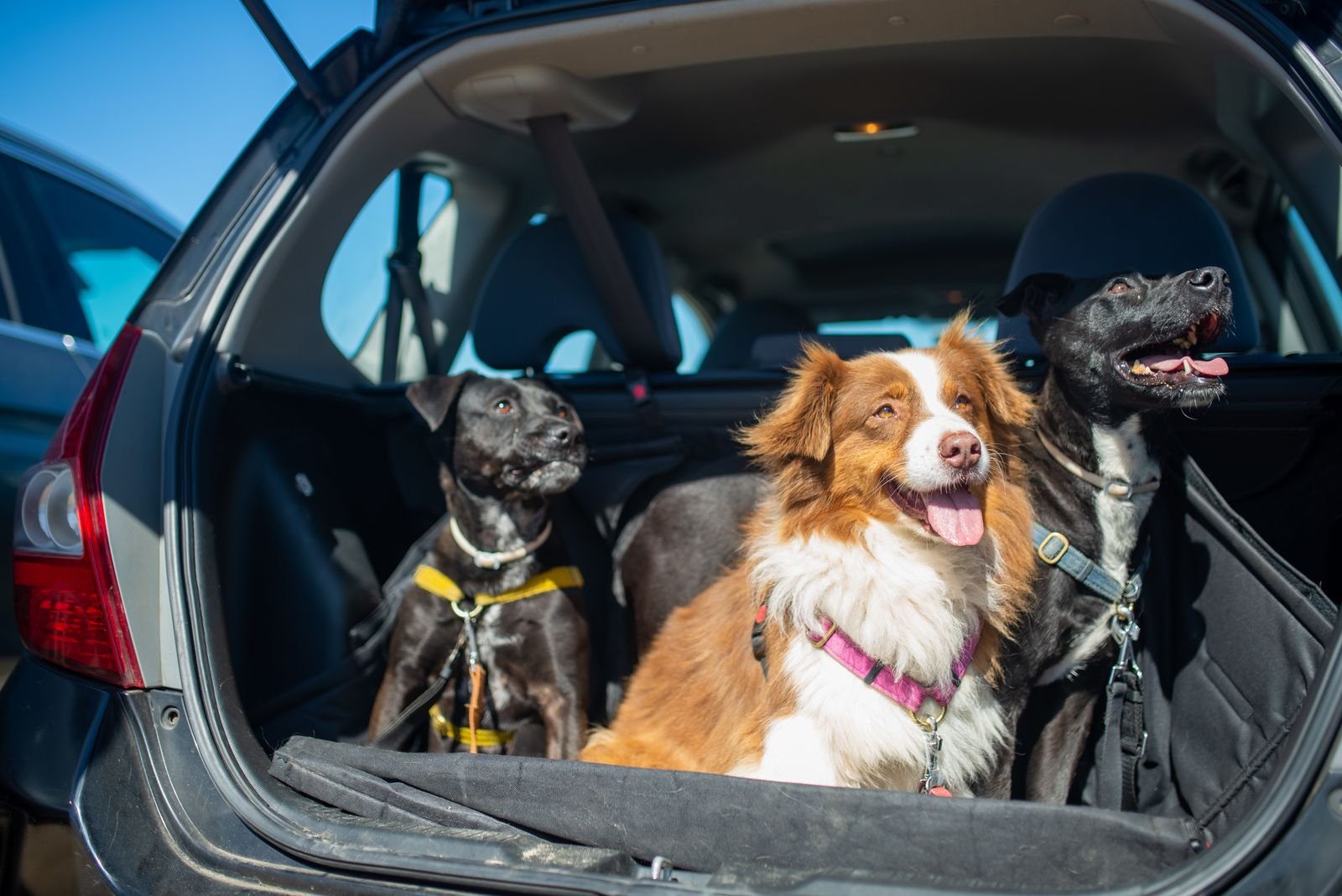 Temperature Controlled Pet Travel