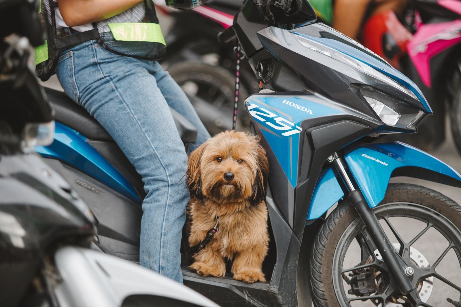 Emergency Pet Transport