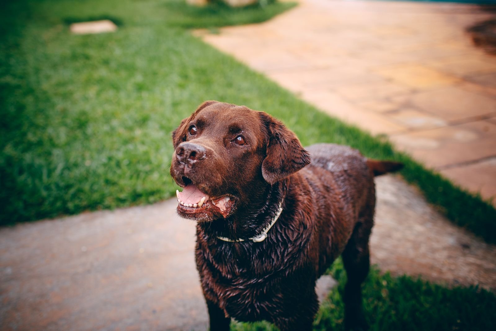 Professional Pet Waste Removal Service