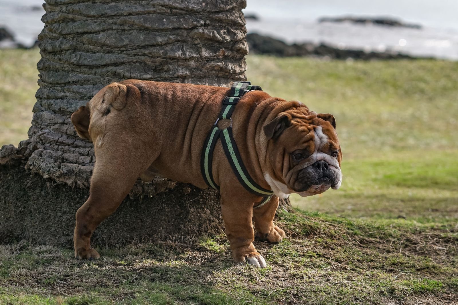 Dog Park Maintenance and Cleaning