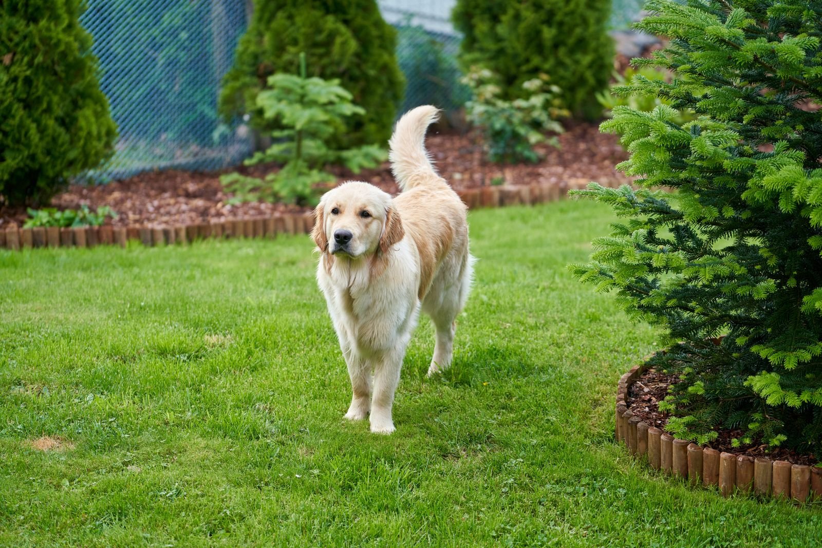 Yard Sanitization and Deodorizing