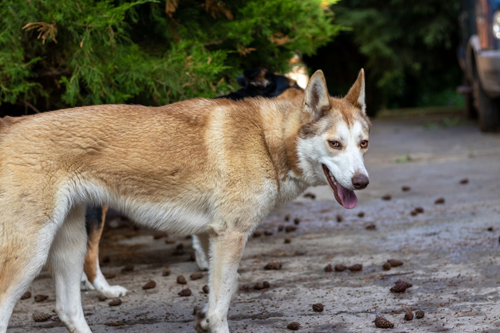 Weekly Subscription Pet Waste Removal