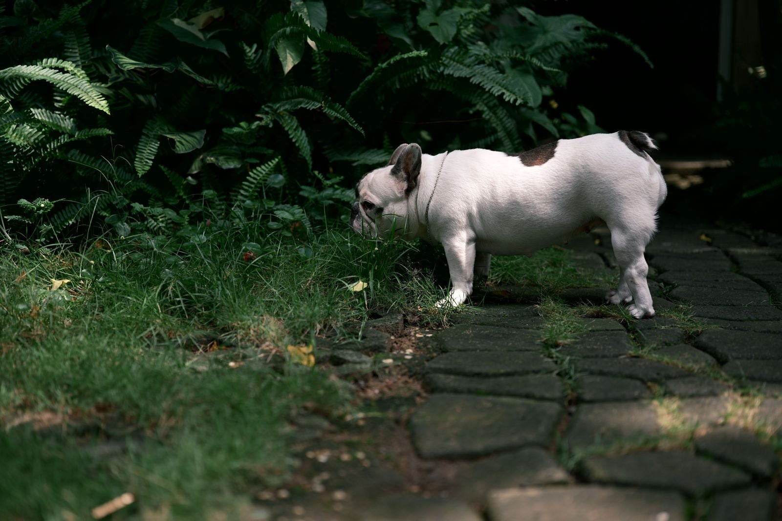 Yard Sanitization and Deodorizing