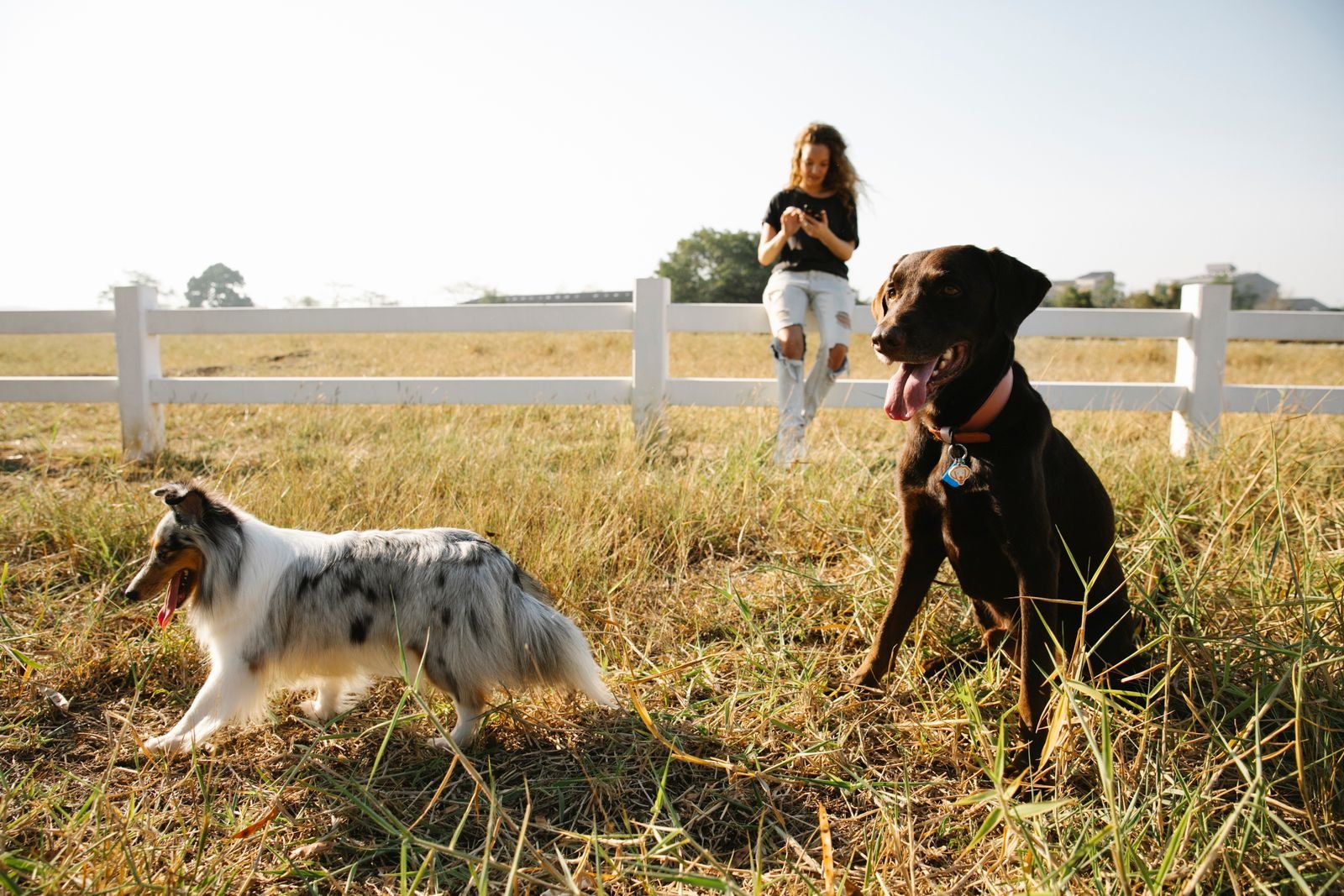 Pet Boarding Services Kamptee Maharashtra