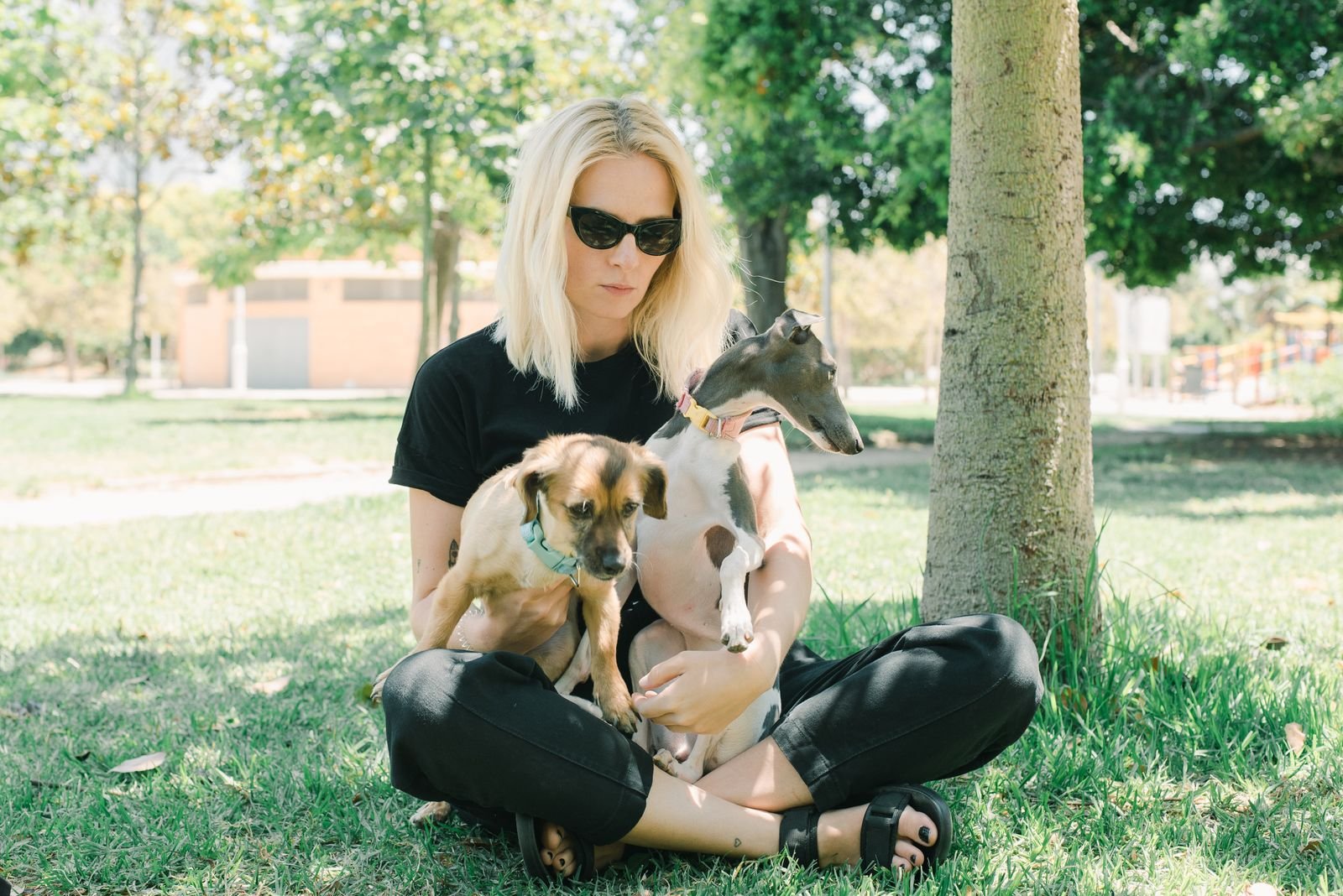 Pet Relocation Services Kamptee
