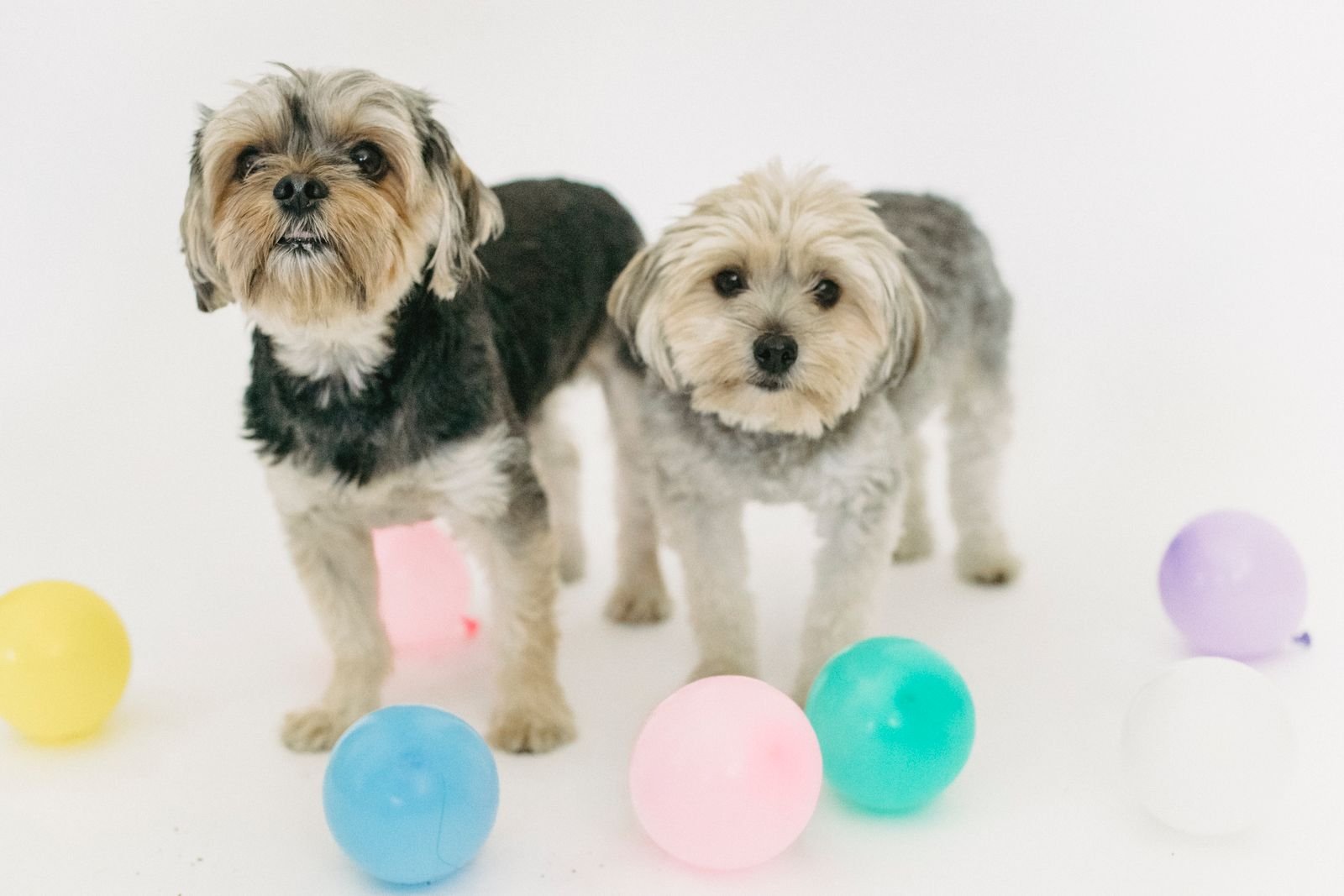 Full Day Puppy Daycare Kurla West