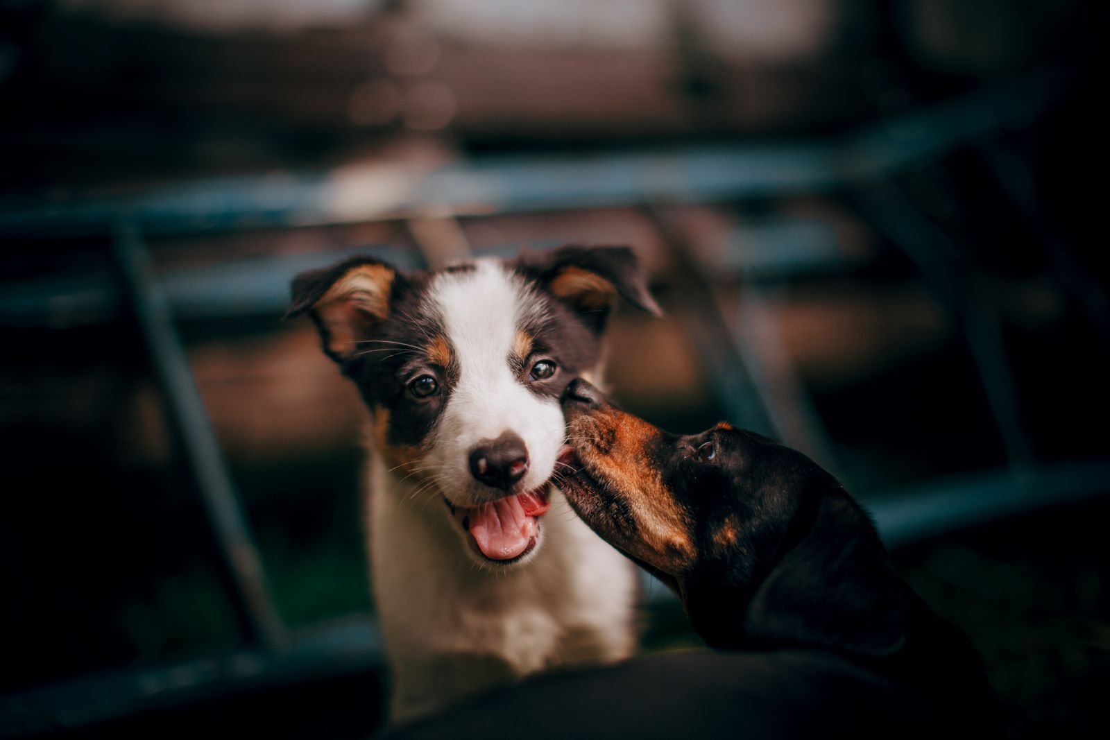 Professional Puppy Training Kurla Mumbai