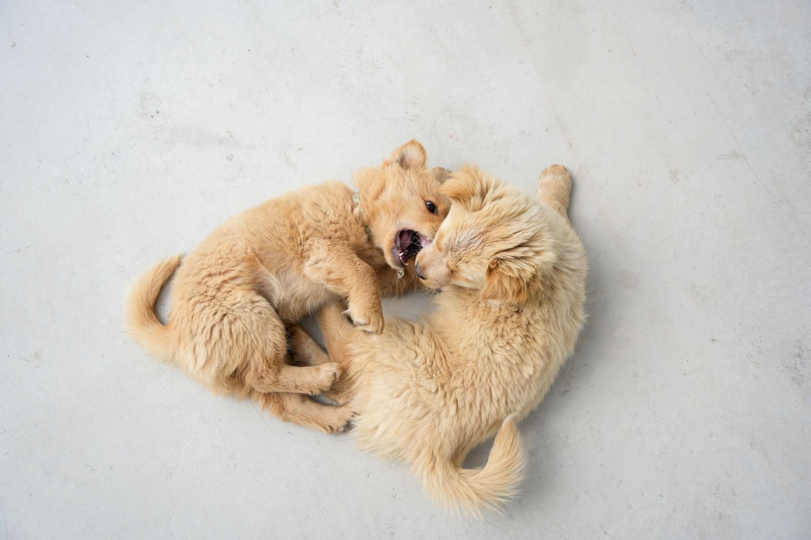 Safe and Fun Puppy Daycare Environment