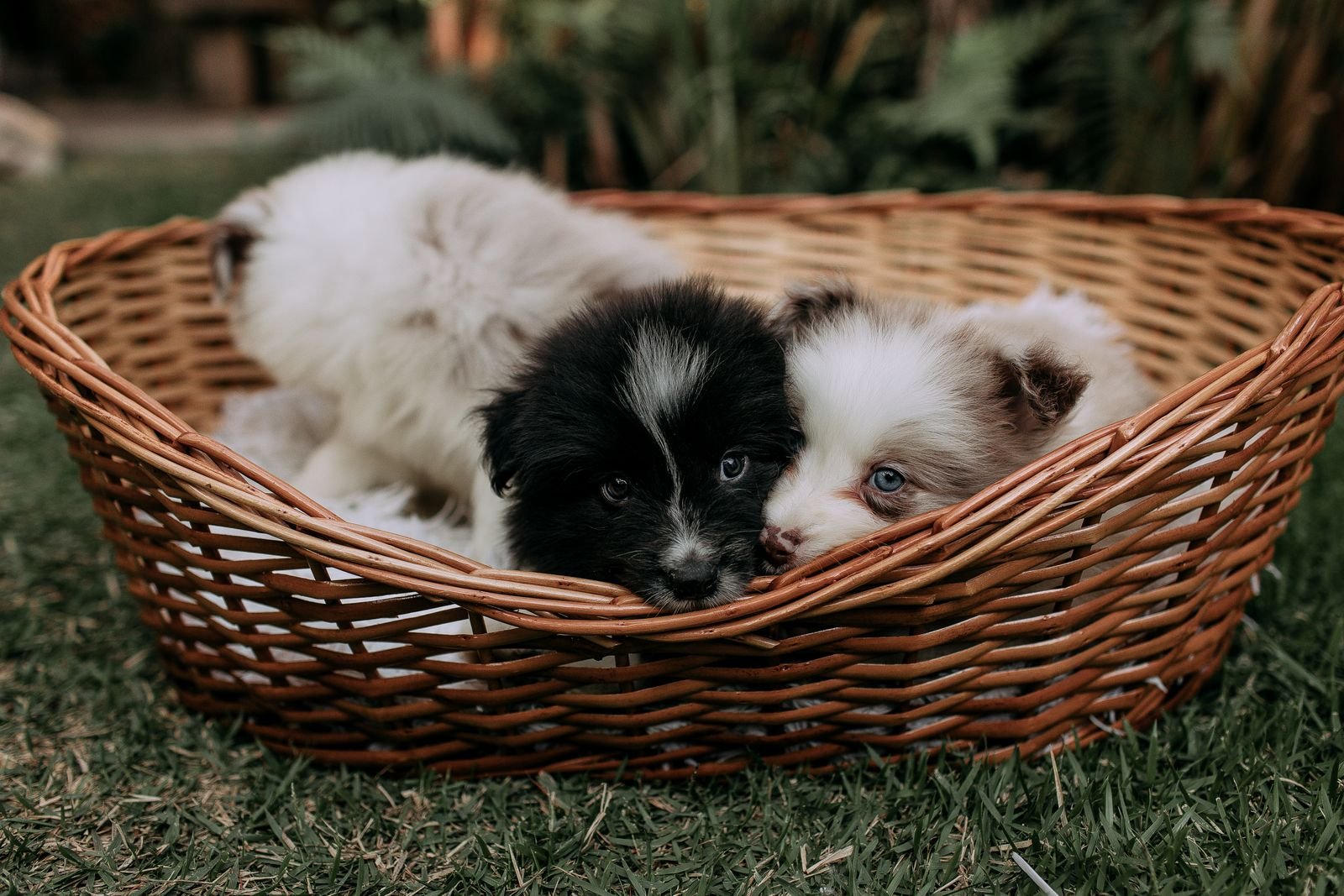 Puppy Health Monitoring Mumbai