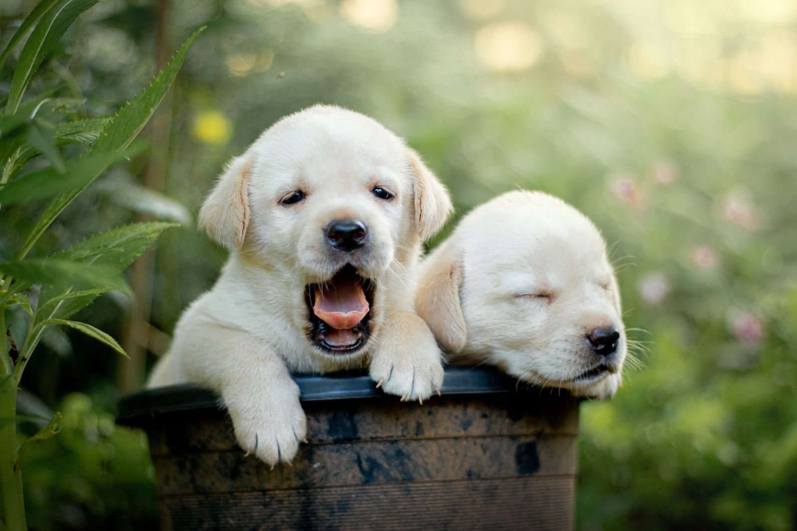 Puppy Birthday Parties Kurla Mumbai