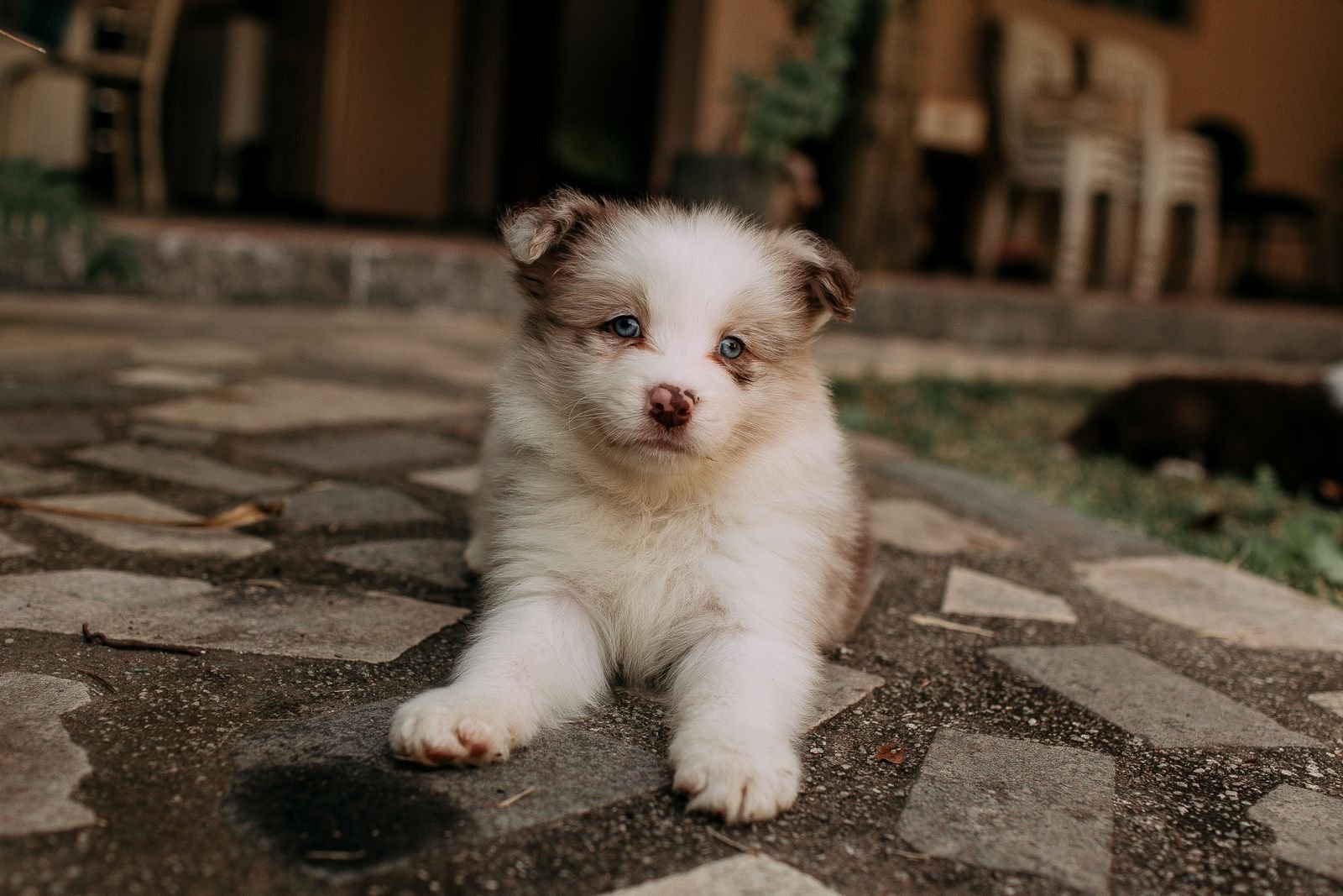 Puppy Obedience Training Shivane Pune