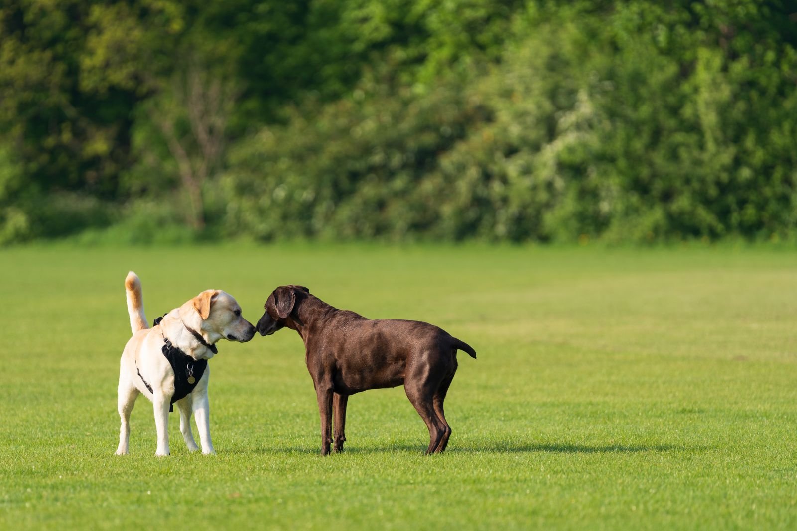 Daily Puppy Walking Service Satara