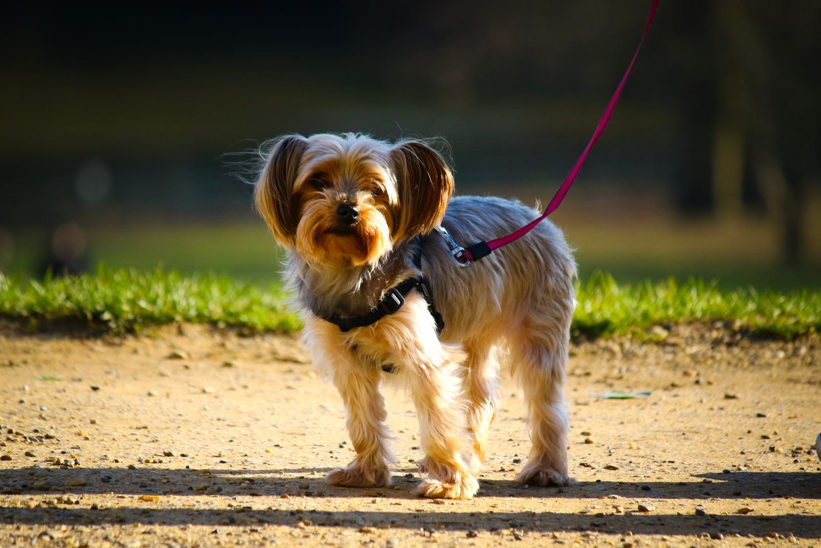Puppy walking in Satara park
