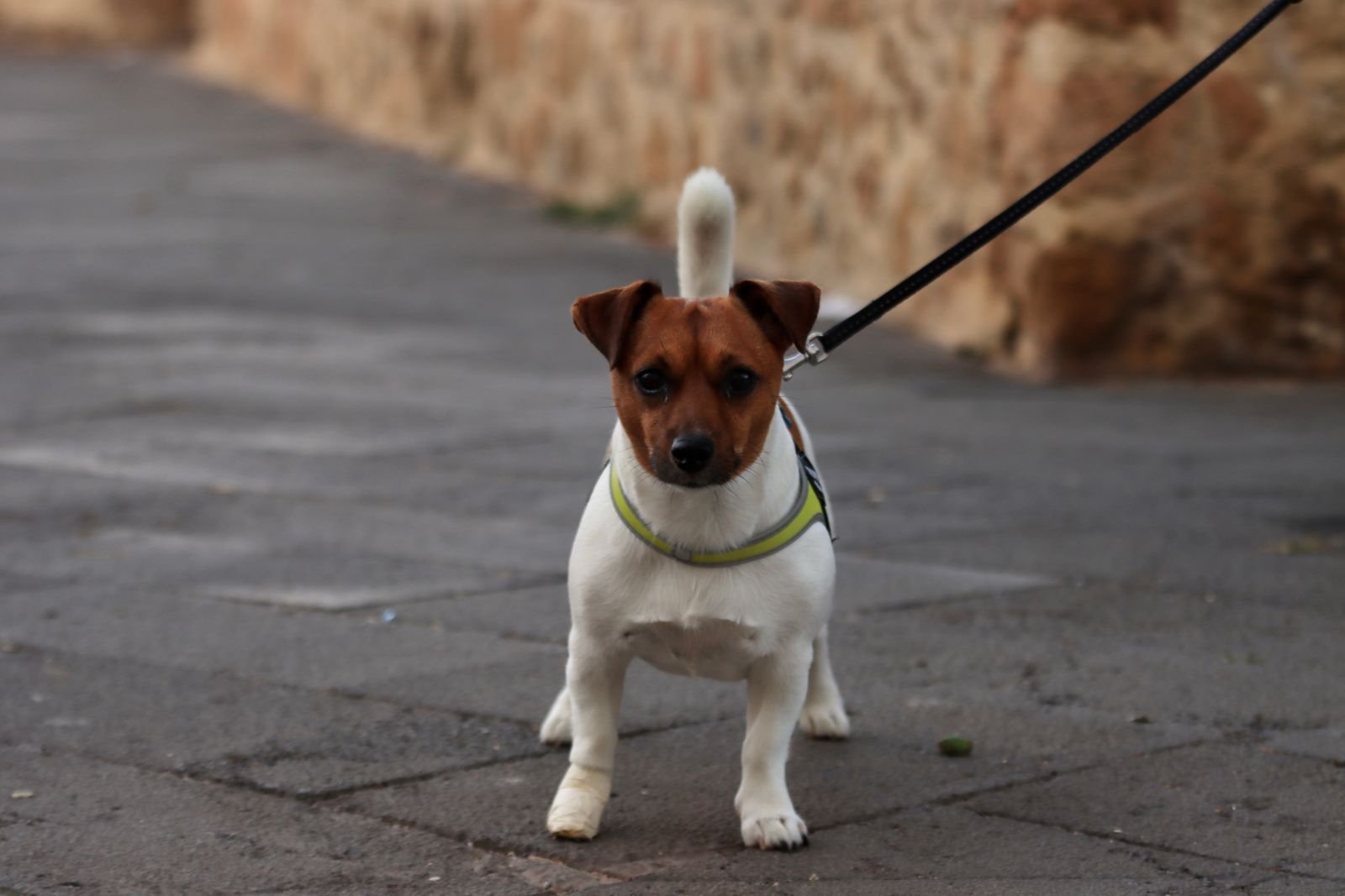 Professional dog walker with puppies
