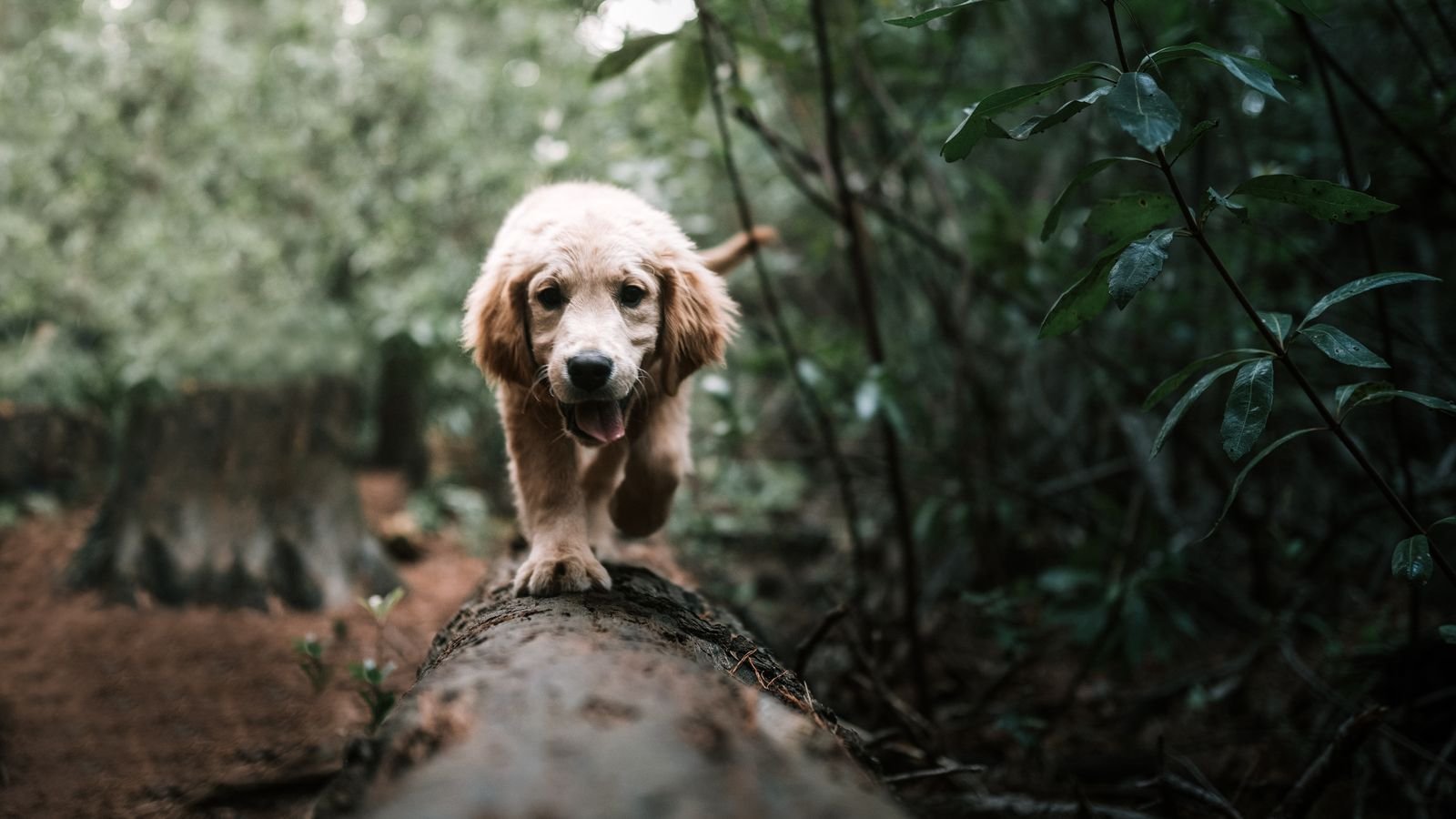 Happy puppies on a group walk