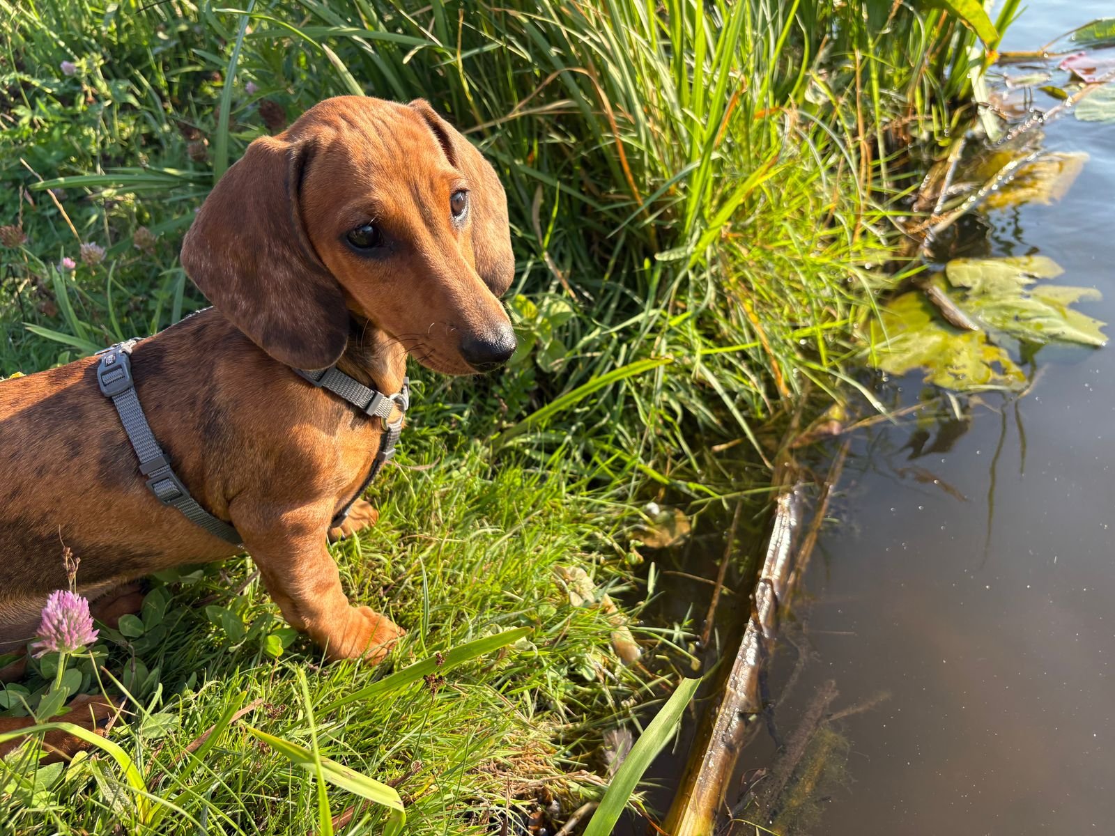 Group Walking Sessions for Puppies