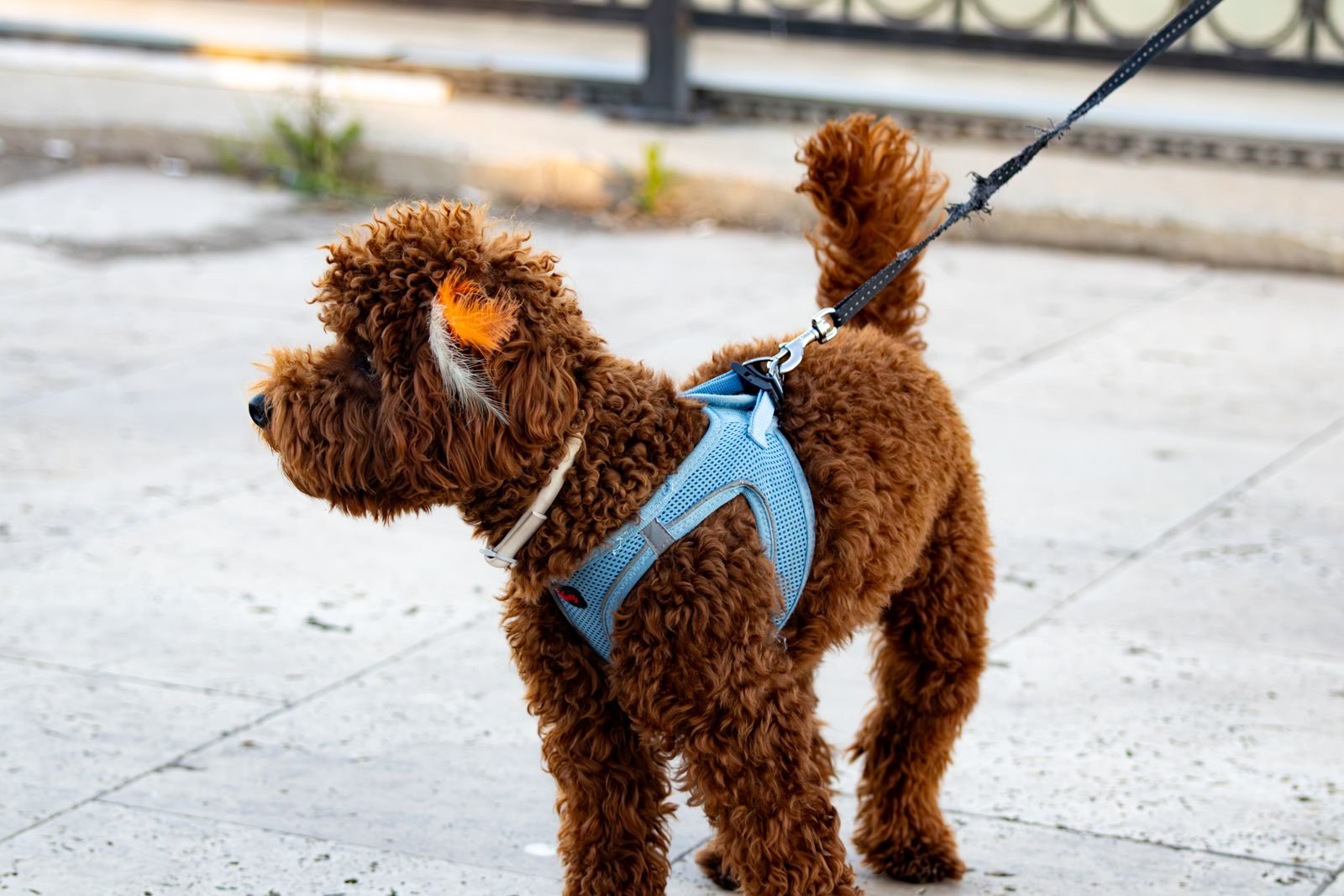 Puppy Exercise Programs Satara