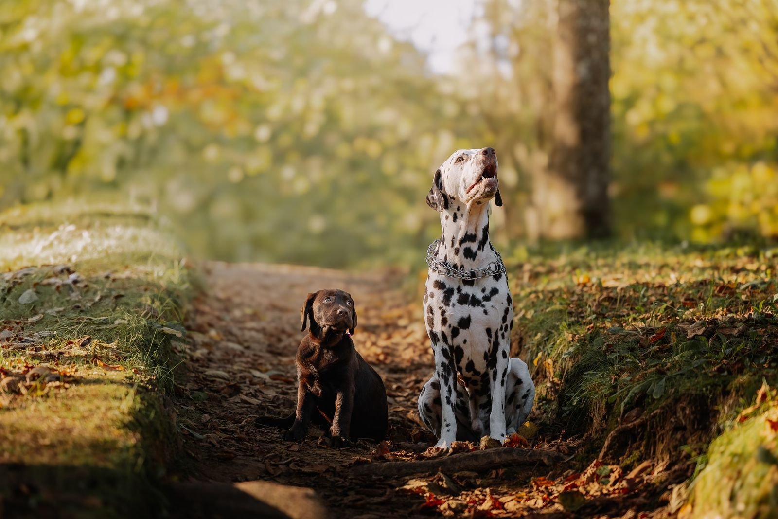 Leash Training Walks Satara