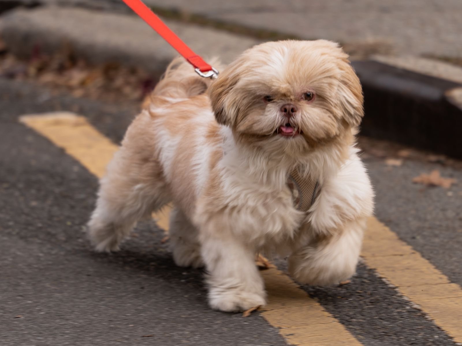 Puppy Socialization Walks Satara