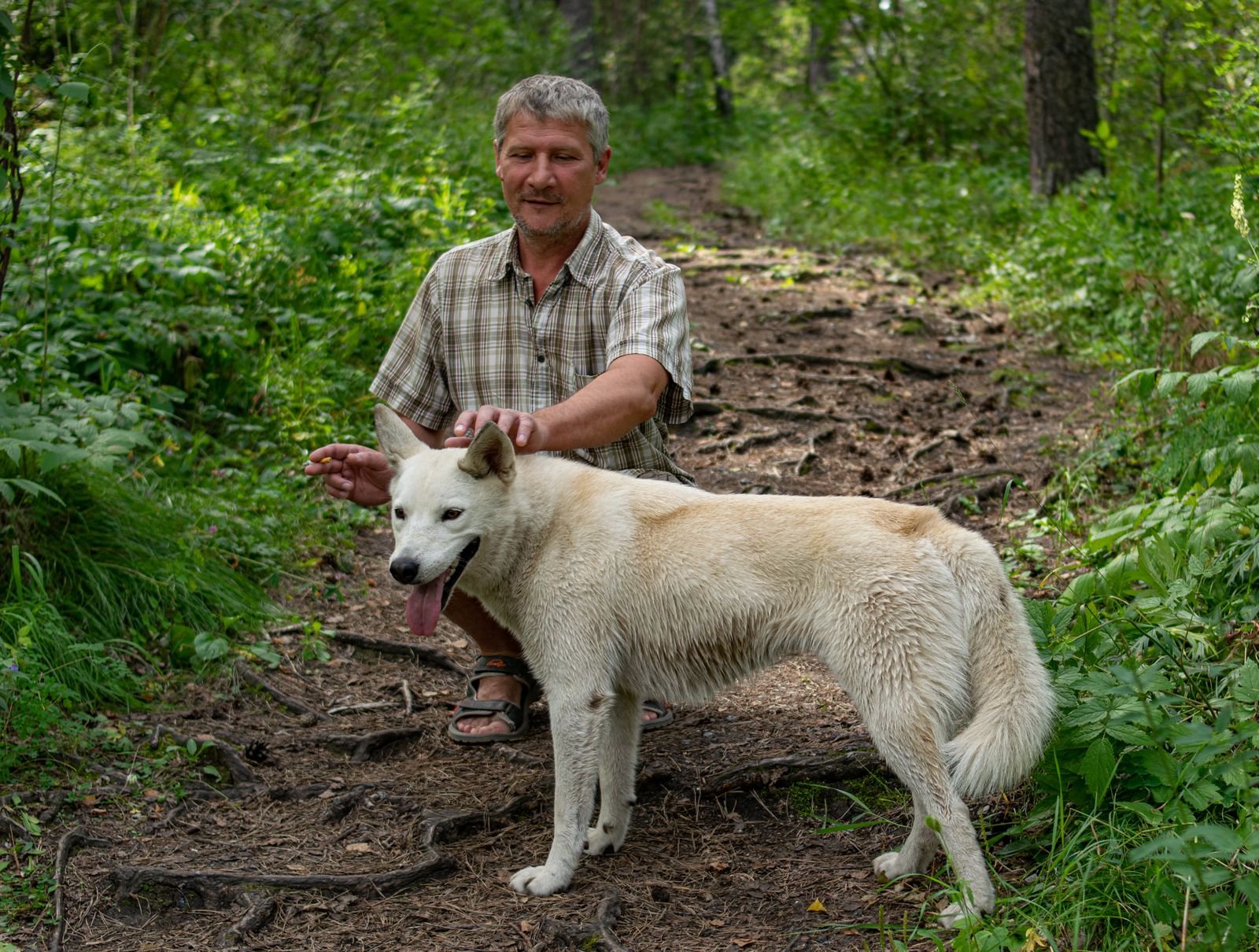 Gentle Stroll Walks for Senior Dogs