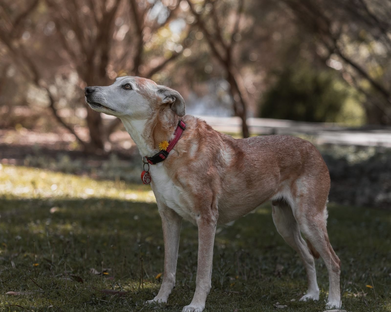 Therapeutic Exercise Walks