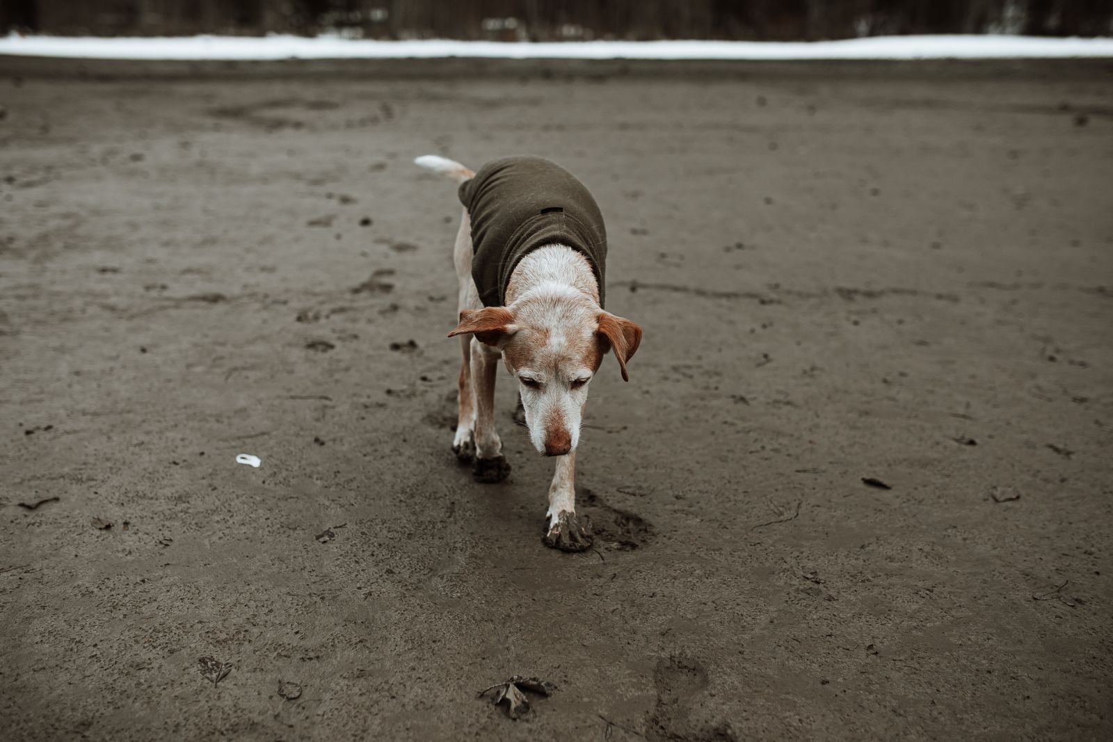 Senior Dog Sitting Service