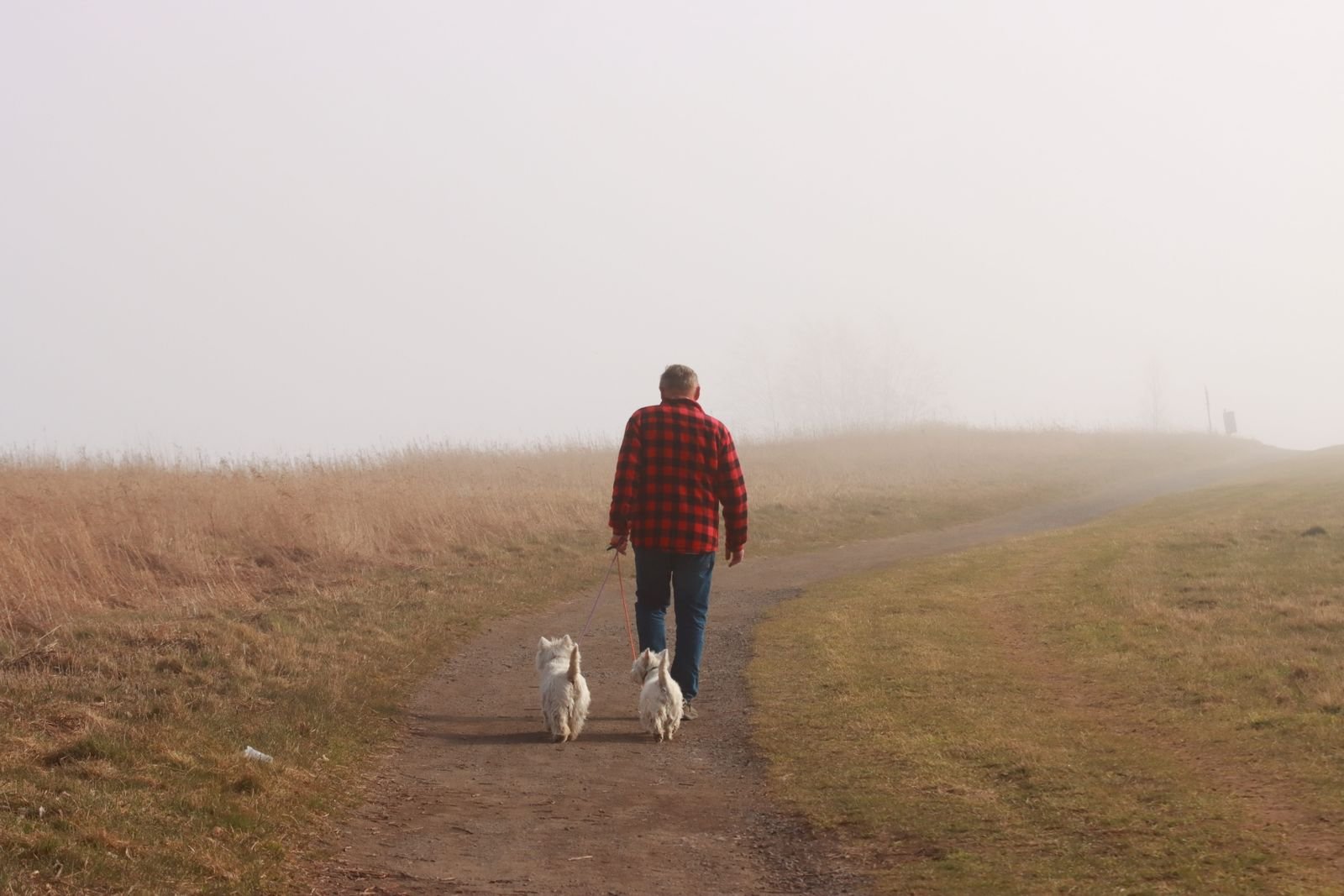 Therapeutic senior dog walking